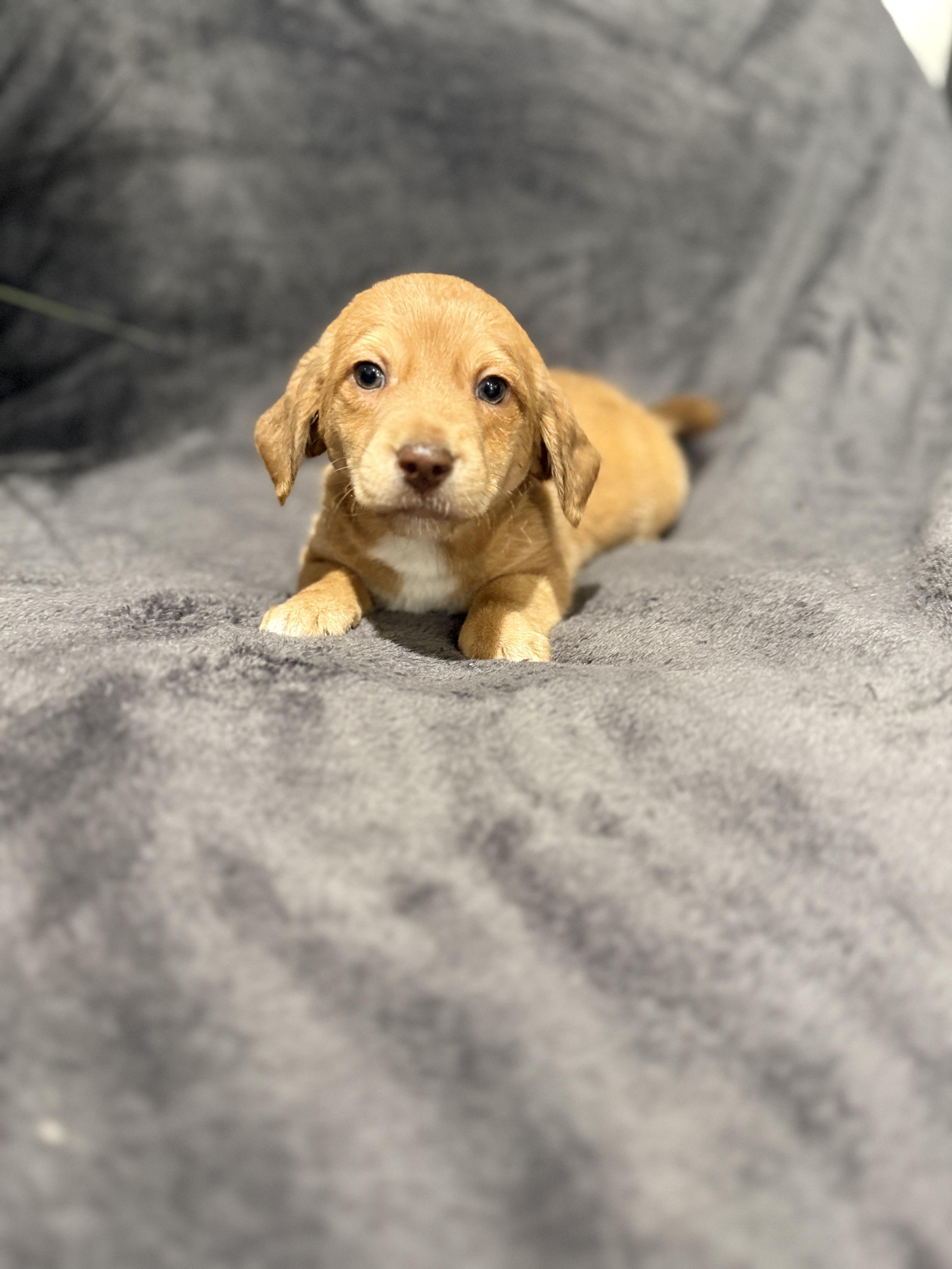 Enlarge Opie , a ADOPTABLE mixed breed in Hales corners, WI image 3/4