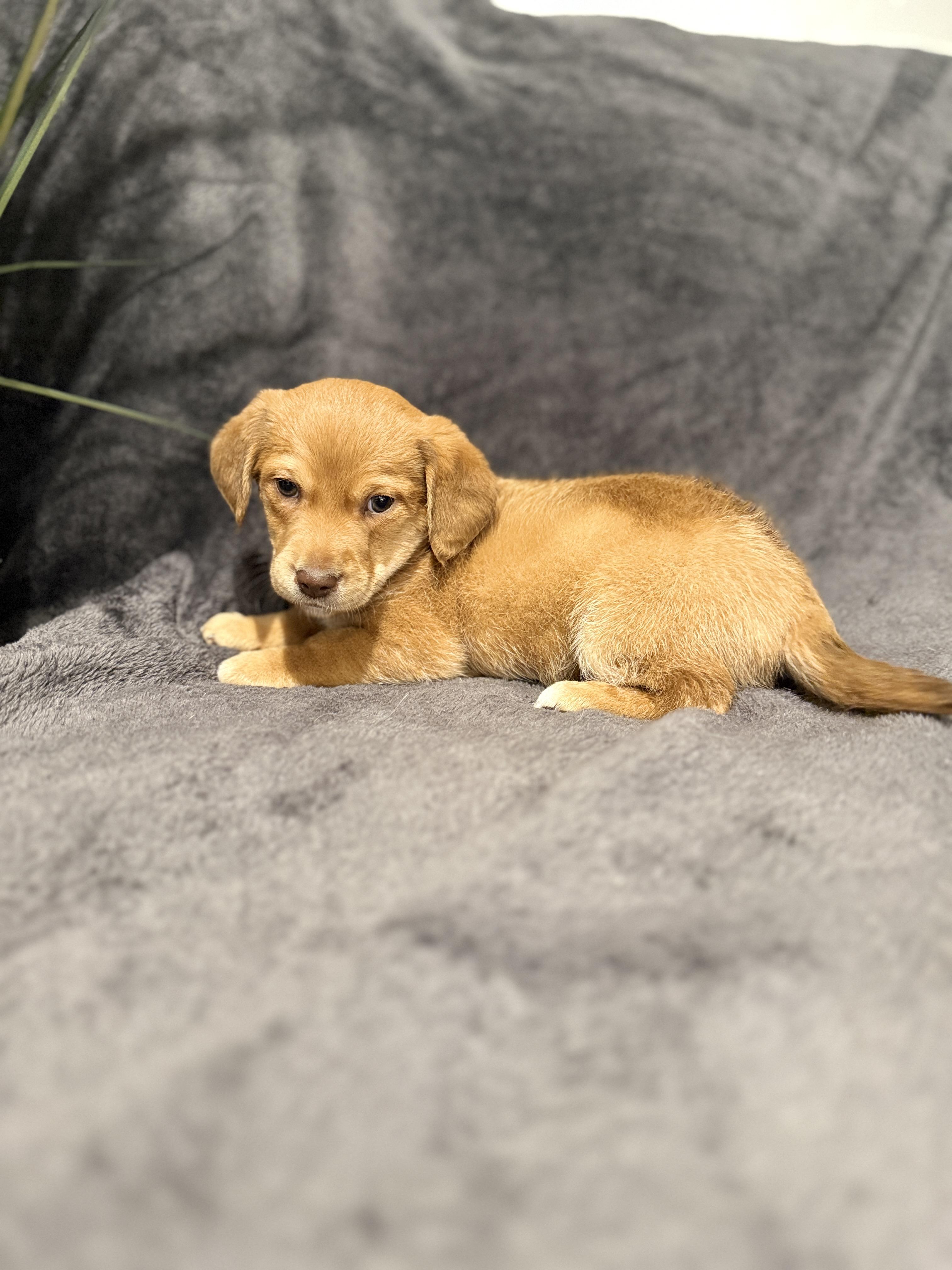 Opie , ADOPTABLE, Puppy Male Dachshund.