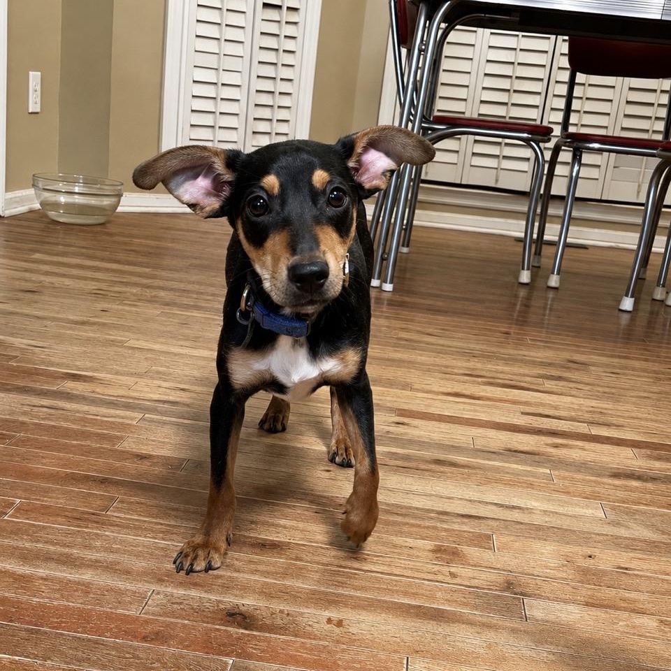 Tahini TJ, an adopted mixed breed in MADISON, AL image 2/3