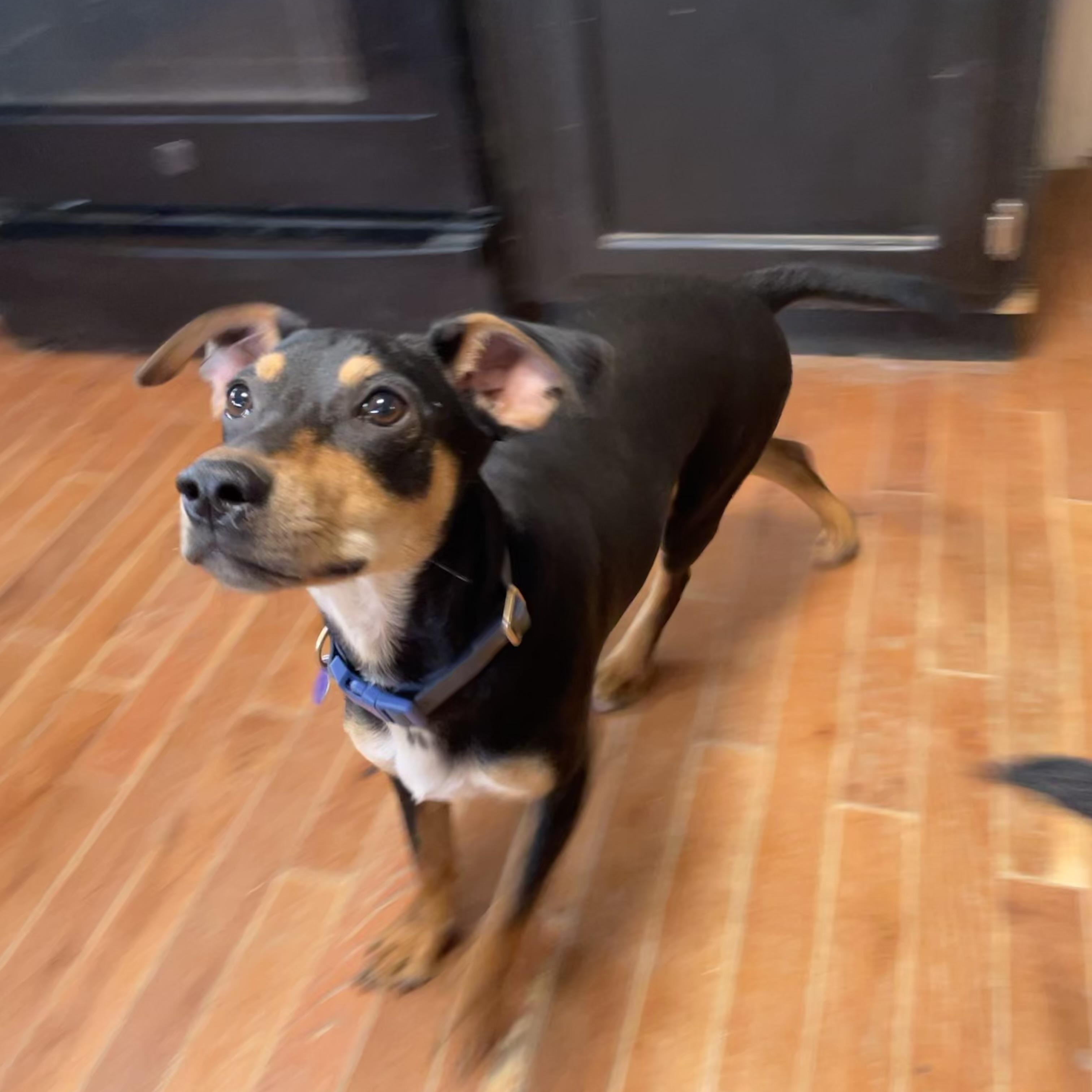 Tahini TJ, an adopted mixed breed in MADISON, AL image 3/3