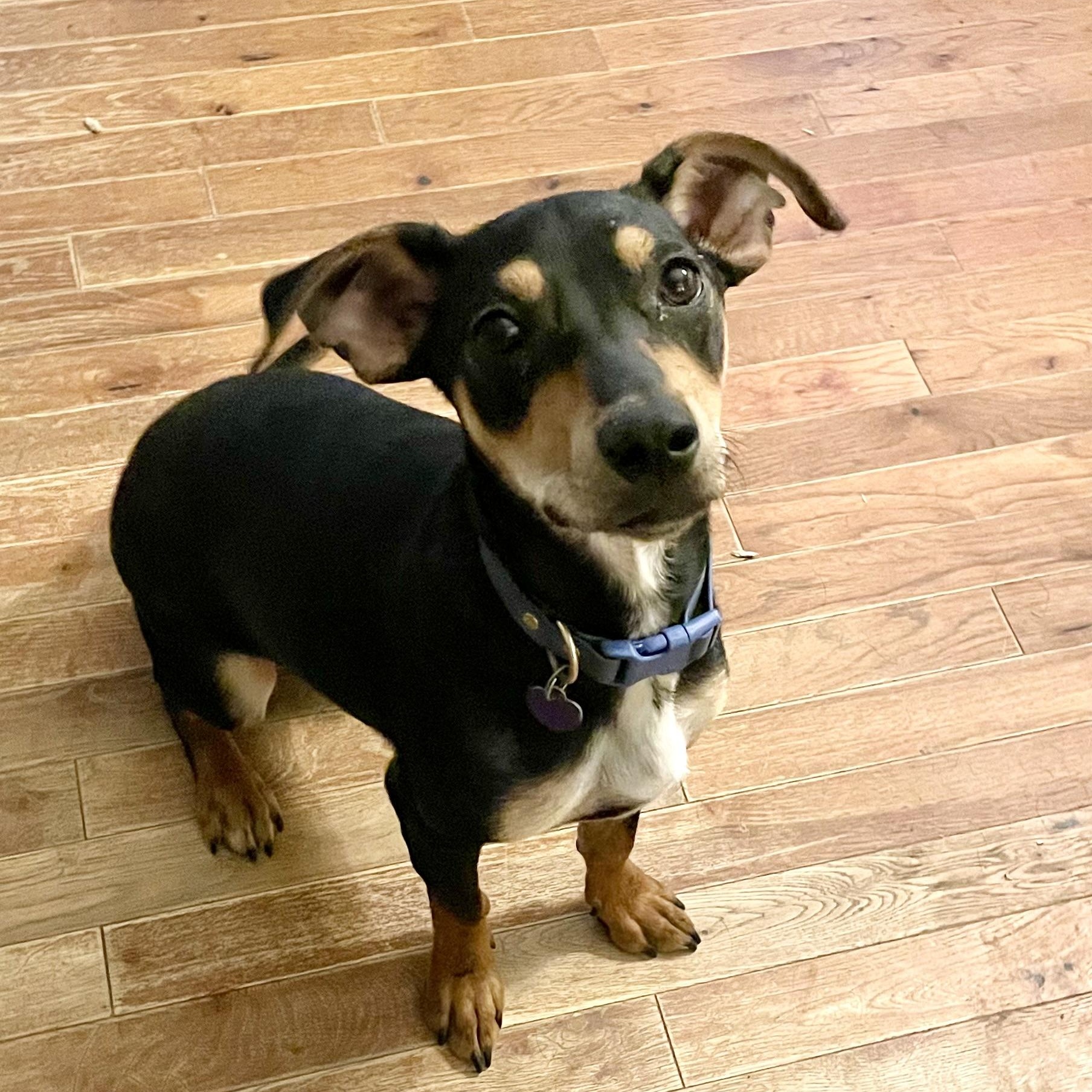 Tahini TJ, adopted, Young Male Chihuahua & Dachshund.
