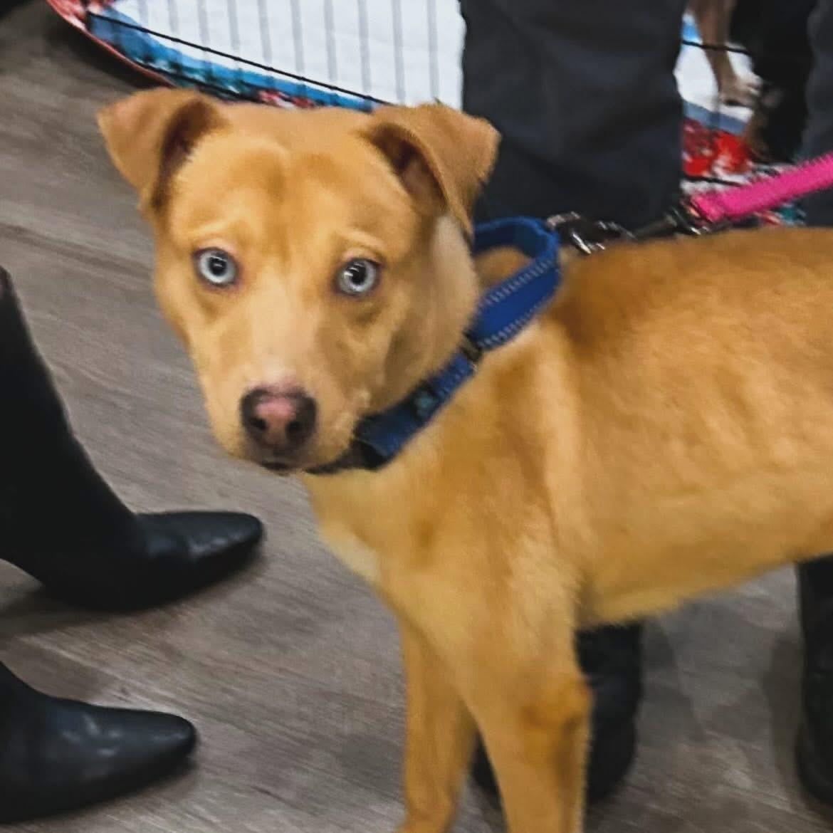 Zena, an adopted mixed breed in West Falls, NY image 2/2