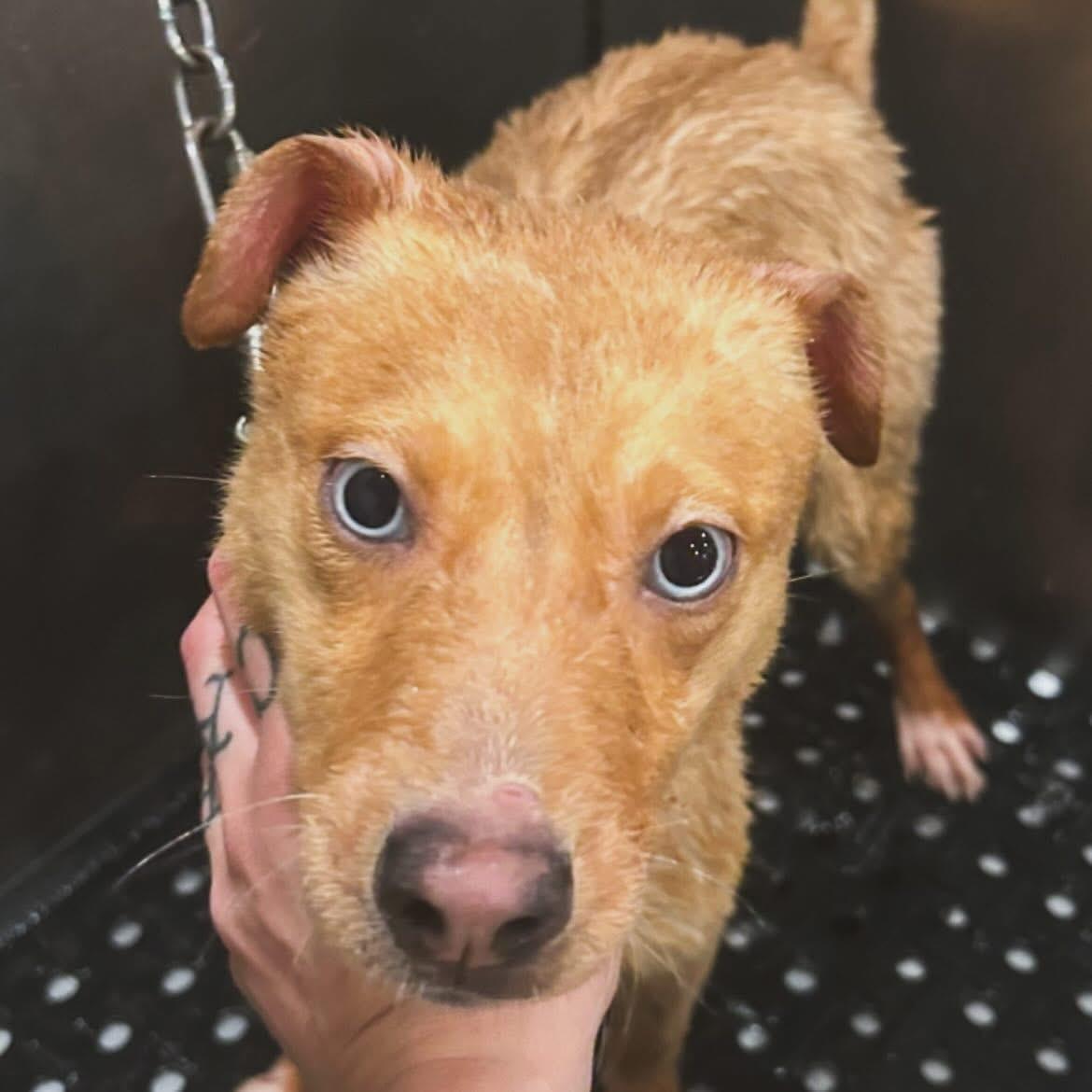 Zena, adopted, Puppy Female Husky & Labrador Retriever.