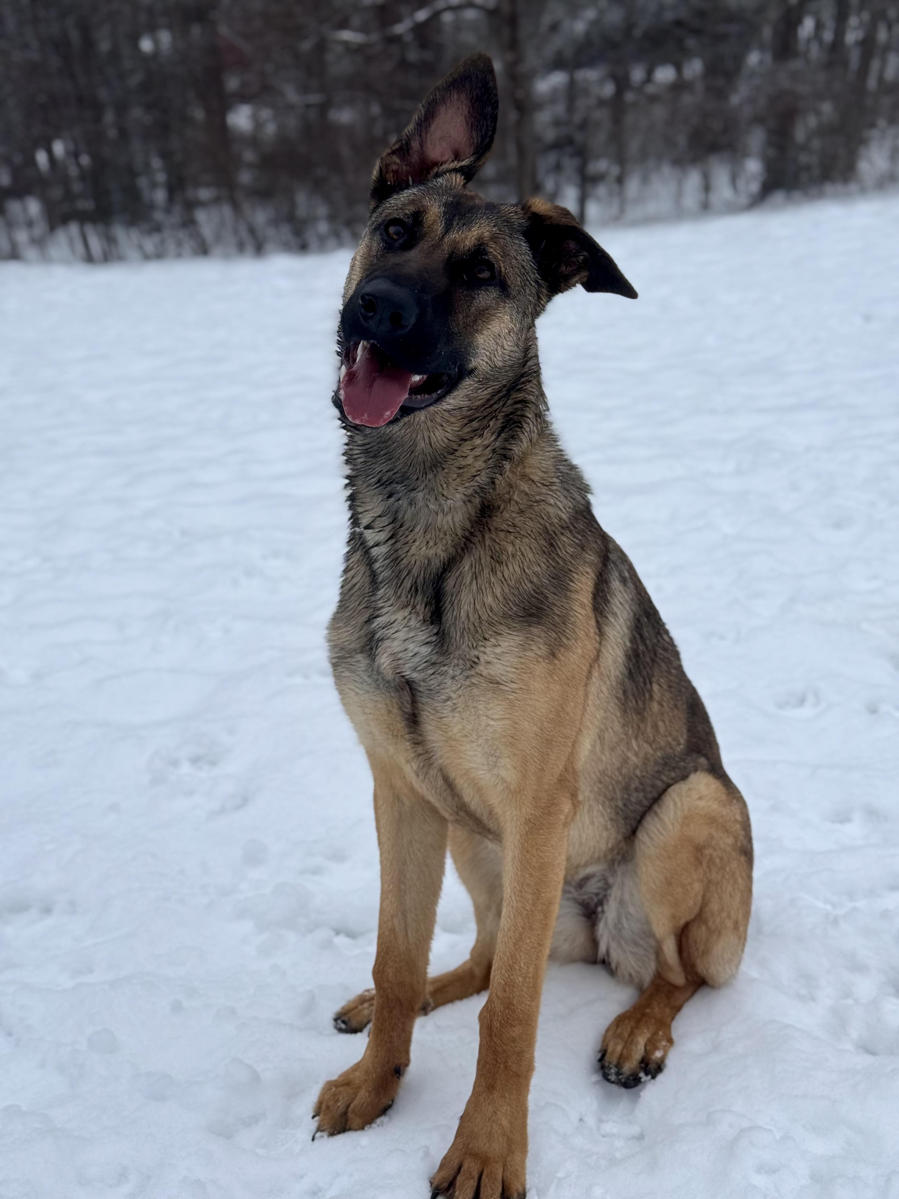 Enlarge Toast, a Adoptable mixed breed in Nutting Lake, MA image 4/5