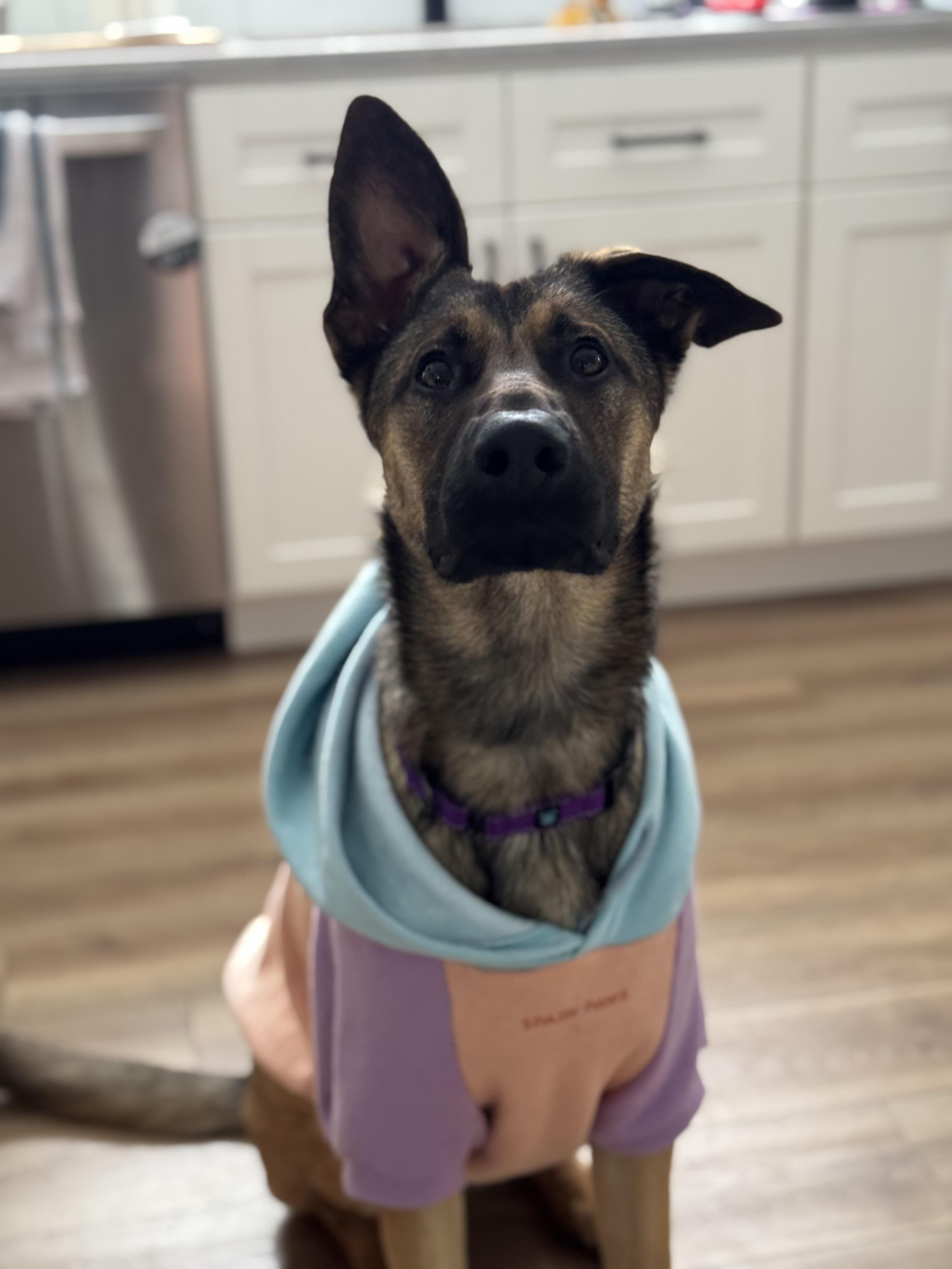 Enlarge Toast, a Adoptable mixed breed in Nutting Lake, MA image 3/5