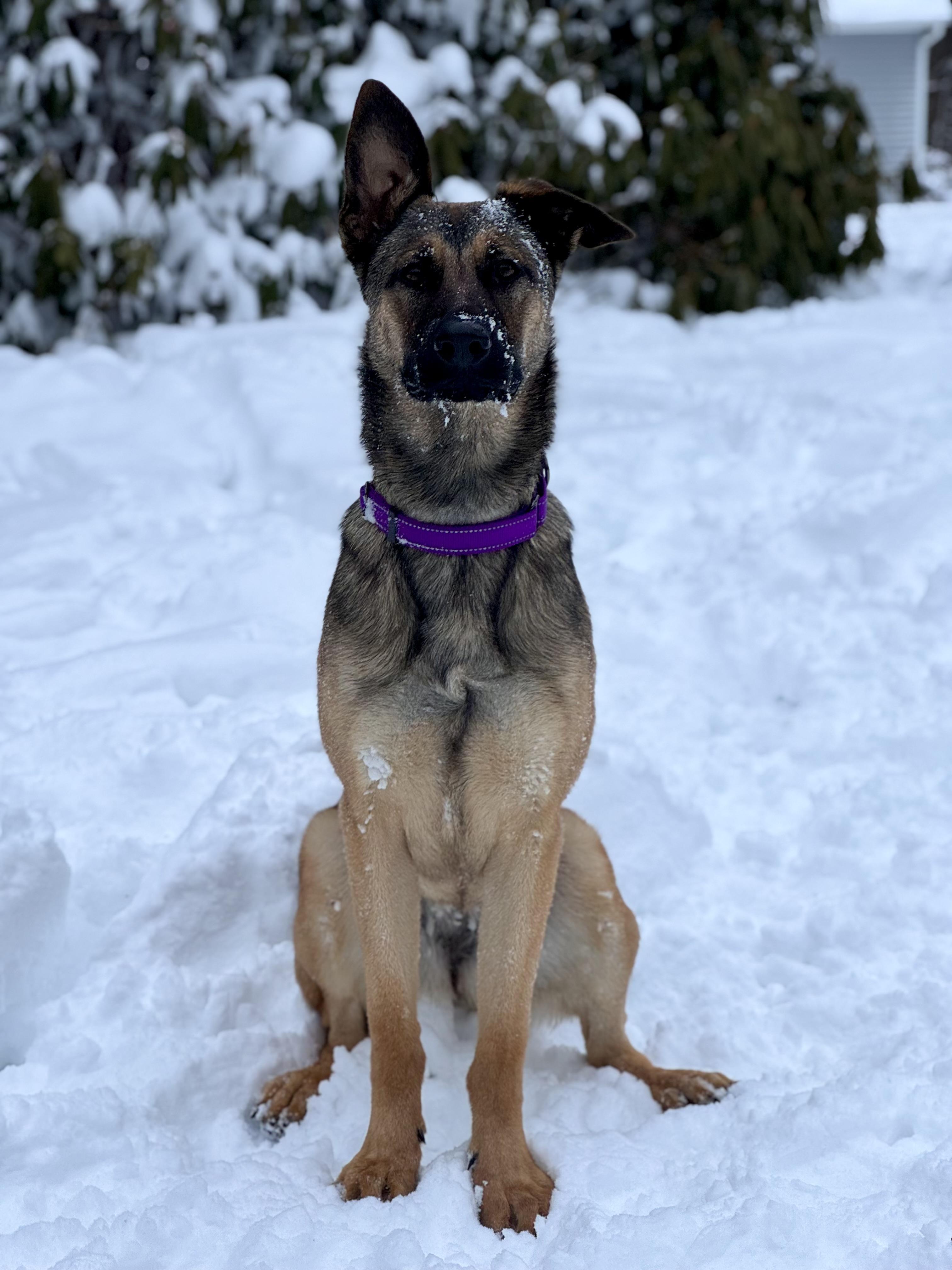 Toast, Adoptable, Young Female Belgian Shepherd / Malinois & German Shepherd Dog.