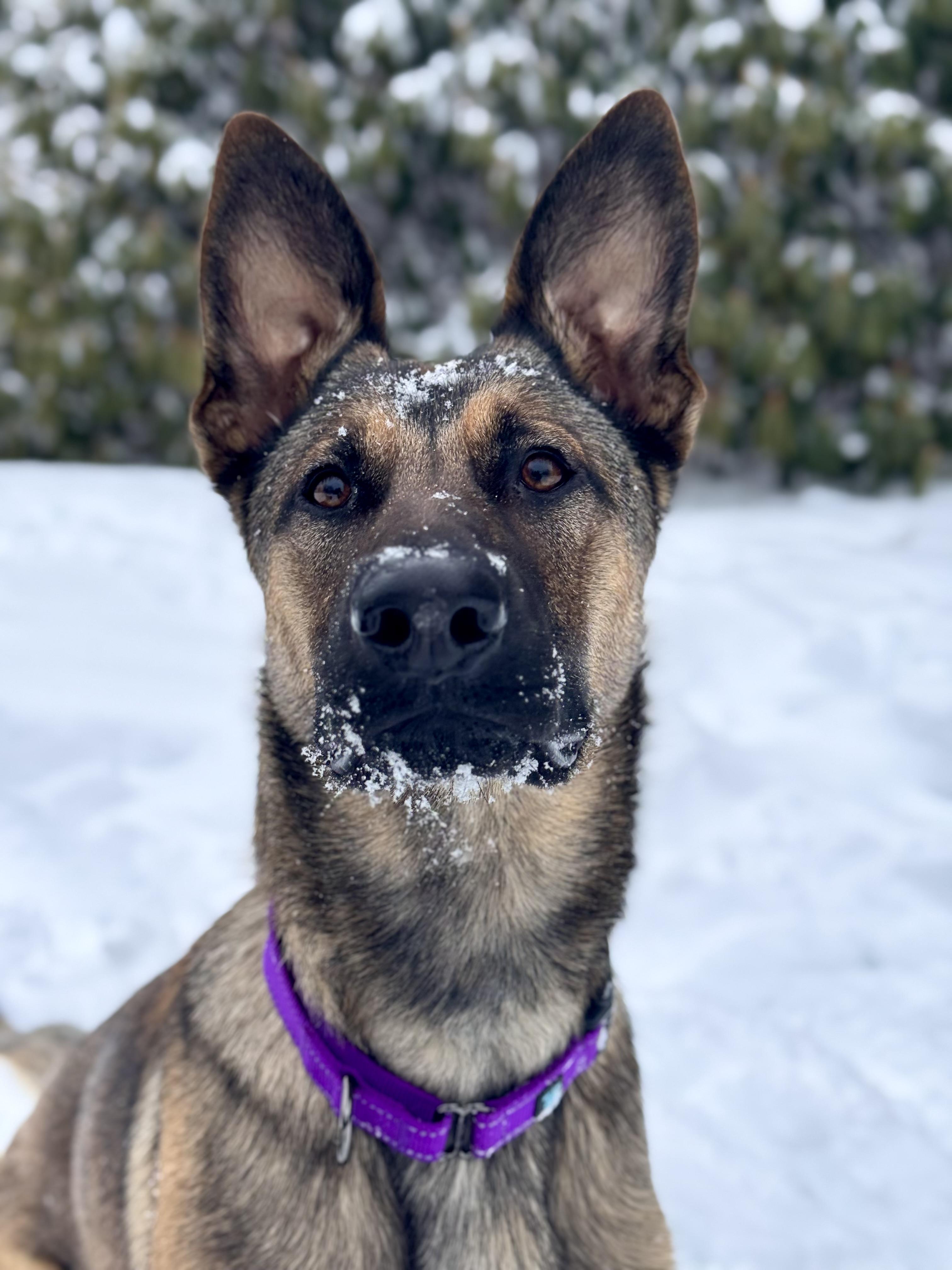 Enlarge Toast, a Adoptable mixed breed in Nutting Lake, MA image 5/5