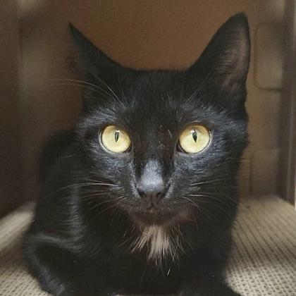 Enlarge Umbra, a Adoptable mixed breed in Burlington, WA image 1/1