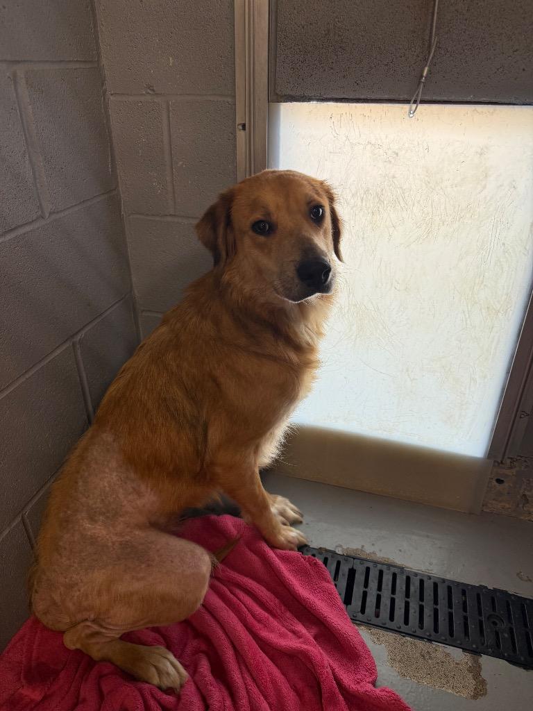 Cookie — thumbnail 2