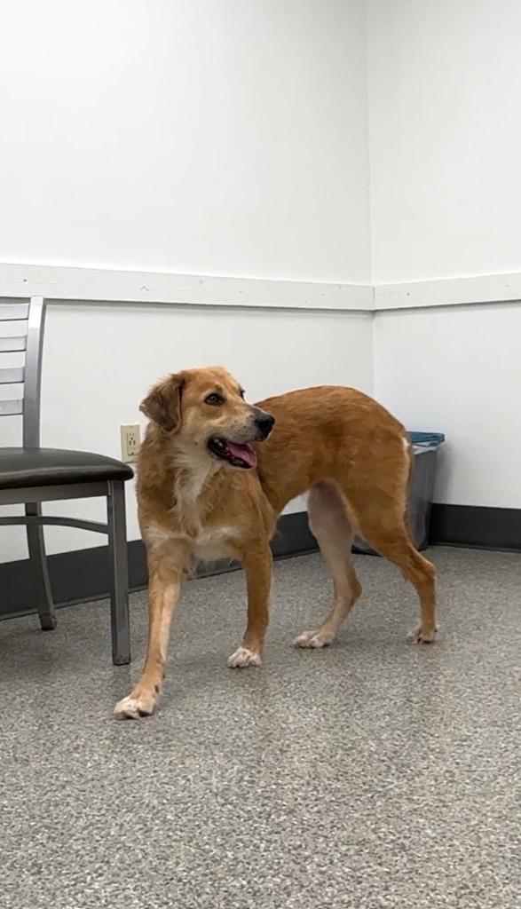 Cookie — thumbnail 3