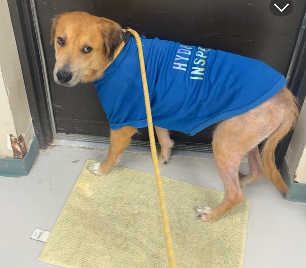 Cookie — thumbnail 4