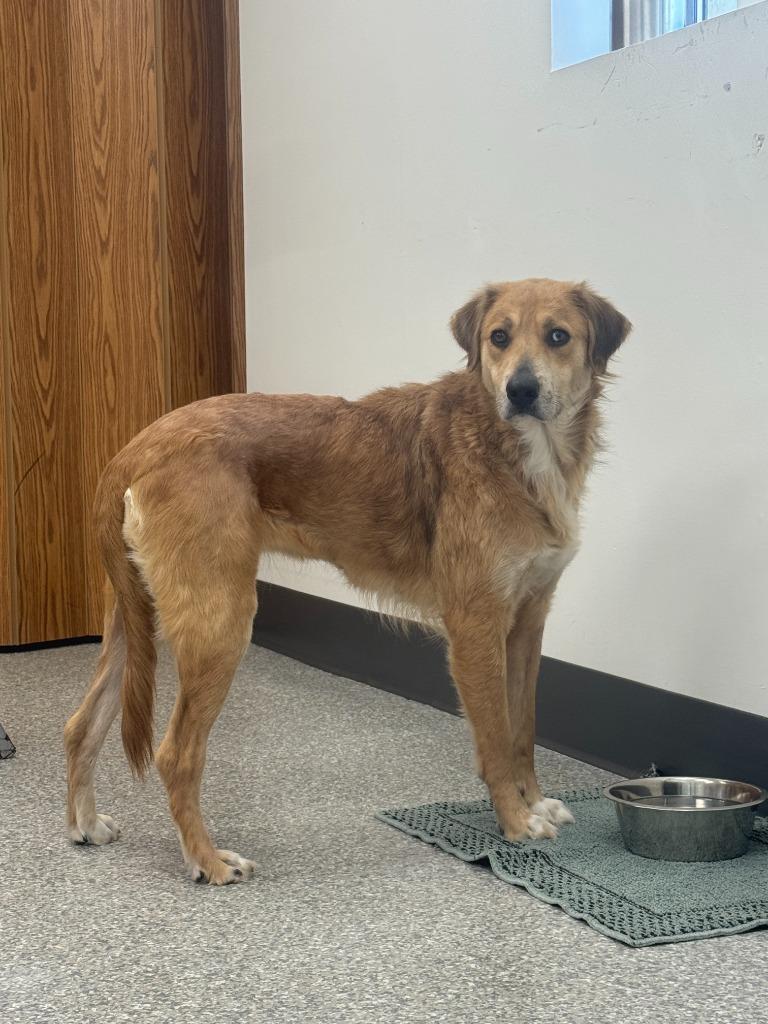 Cookie — thumbnail 5