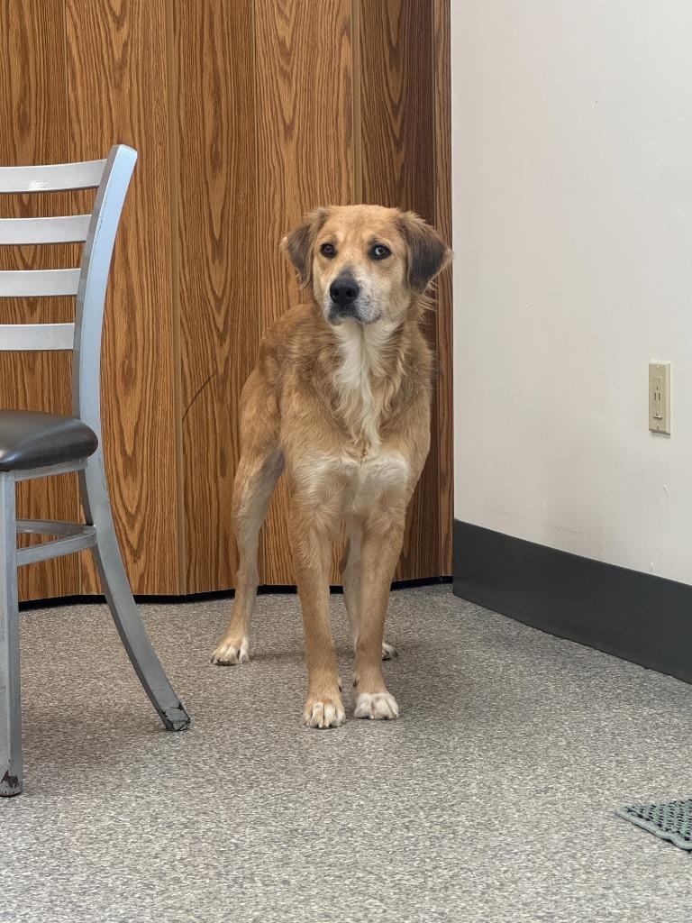 Cookie — thumbnail 6