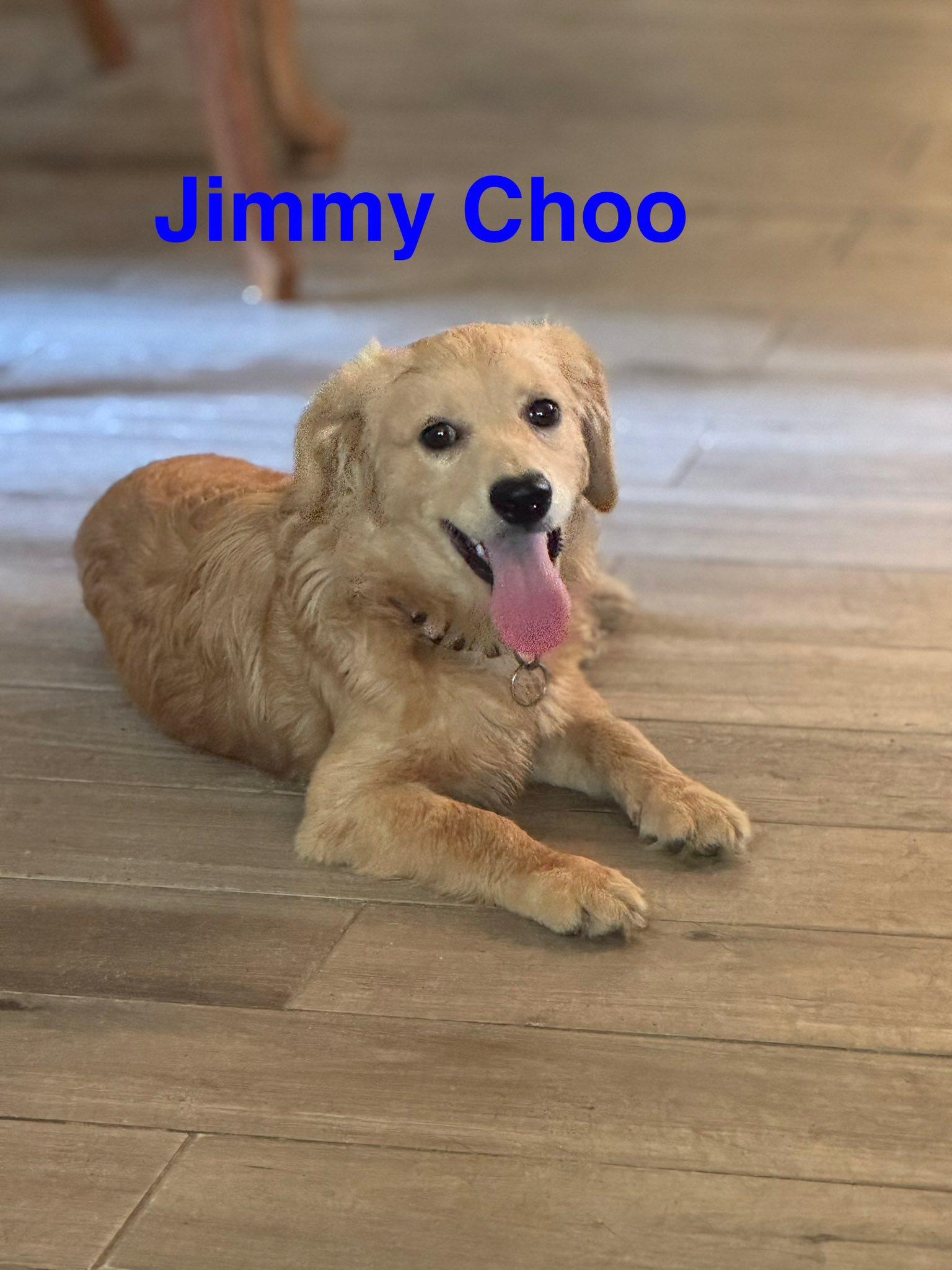 Jimmy Choo, Adopted, Young Male Maltese.