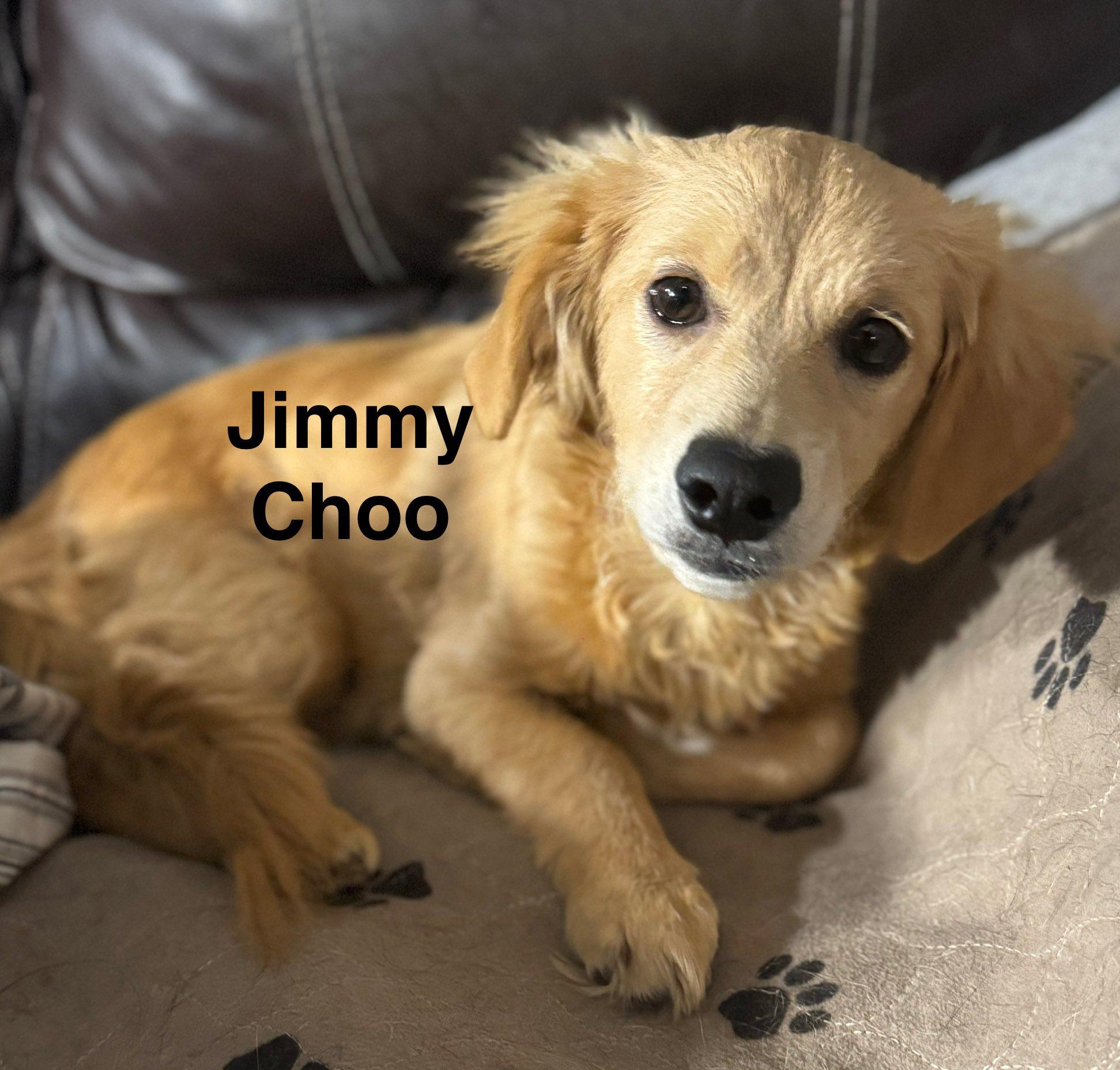 Enlarge Jimmy Choo, a Adopted mixed breed in Navarre, FL image 2/2