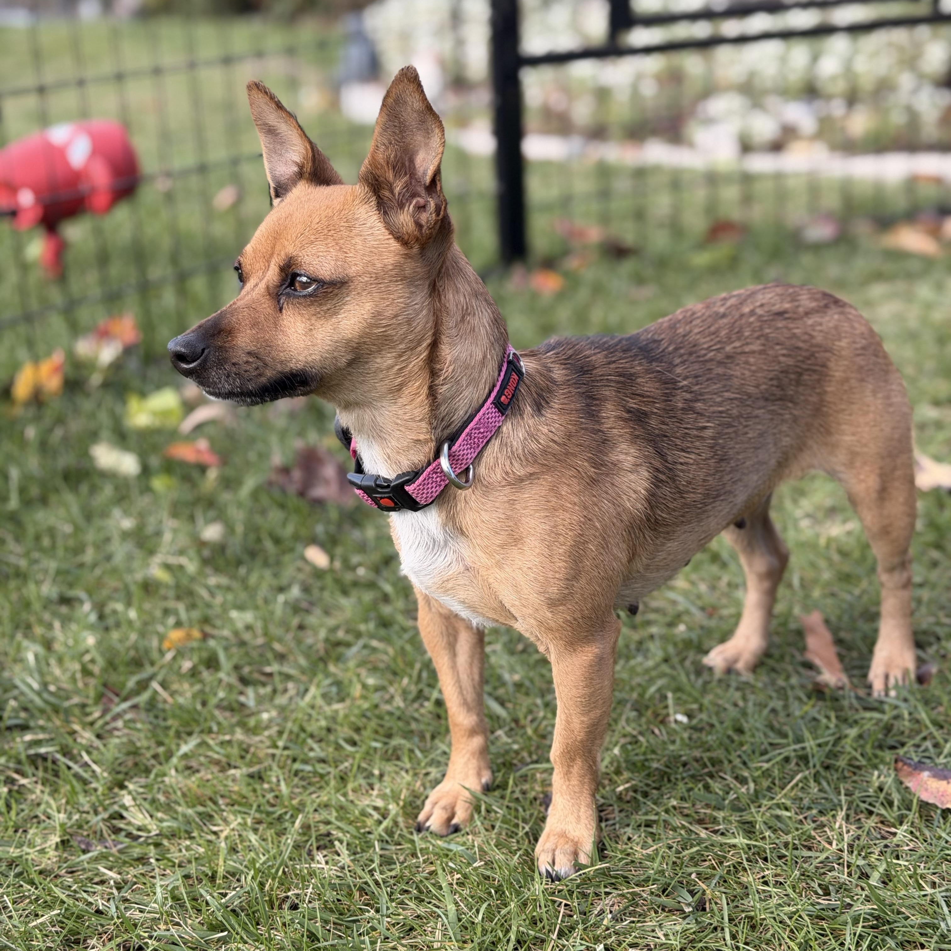 Enlarge Pixie, a ADOPTABLE mixed breed in Nipomo, CA image 4/5