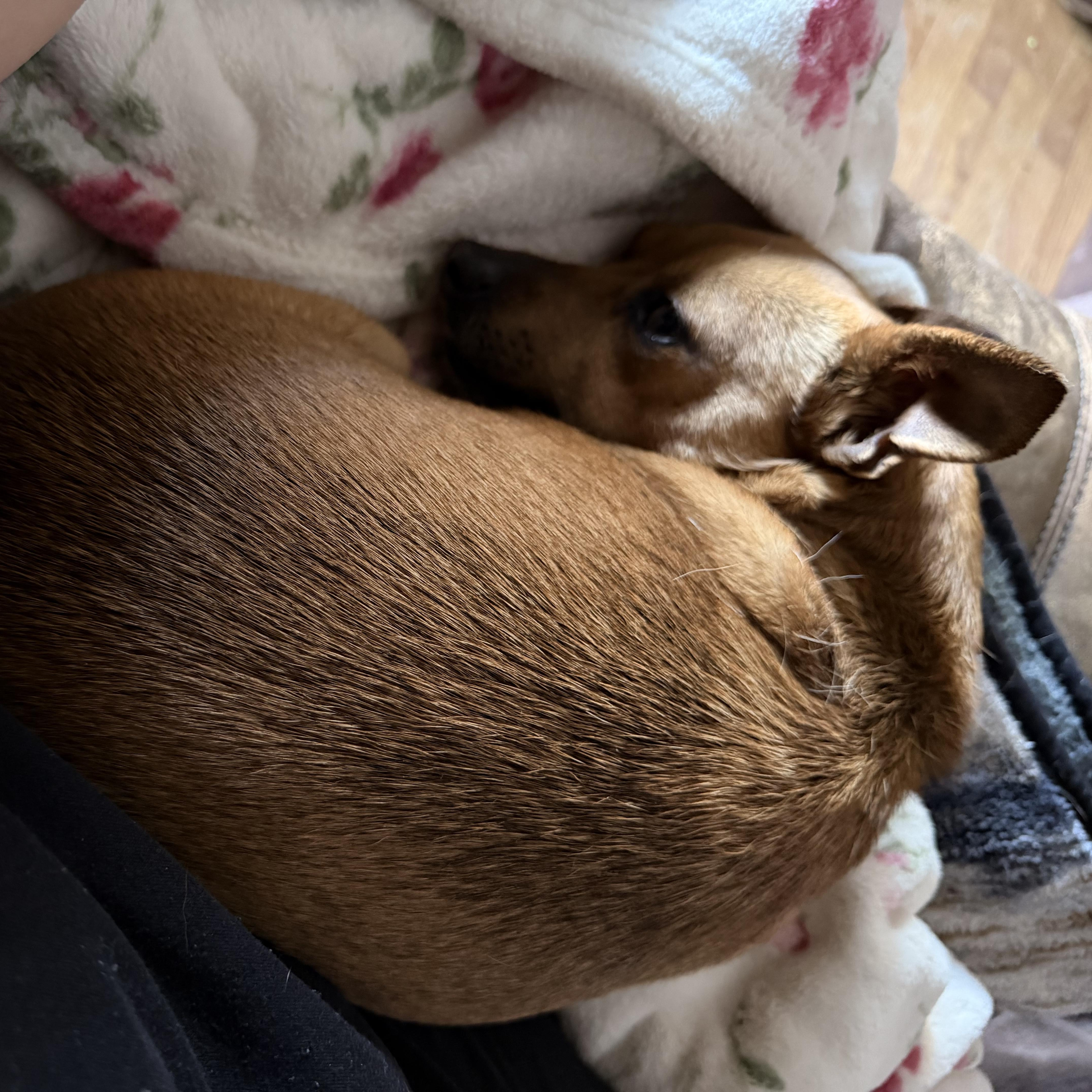 Enlarge Pixie, a ADOPTABLE mixed breed in Nipomo, CA image 5/5