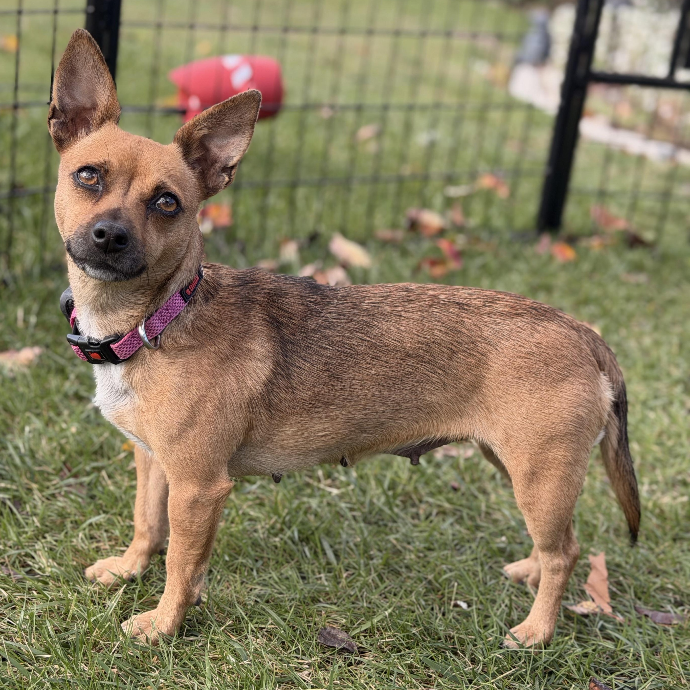 Pixie, ADOPTABLE, Adult Female Chihuahua & Miniature Dachshund.