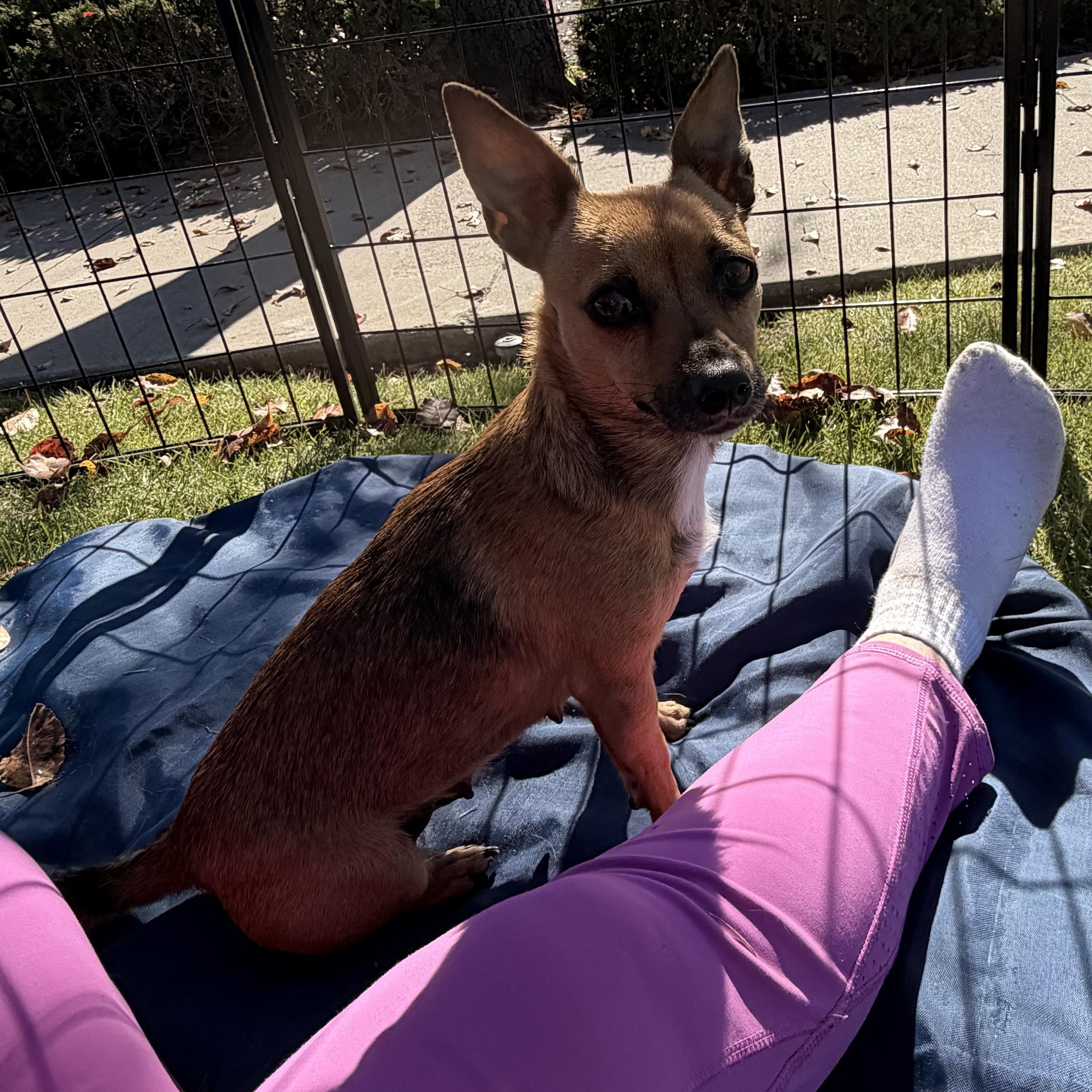 Pixie, ADOPTABLE, Adult Female Dachshund & Chihuahua.