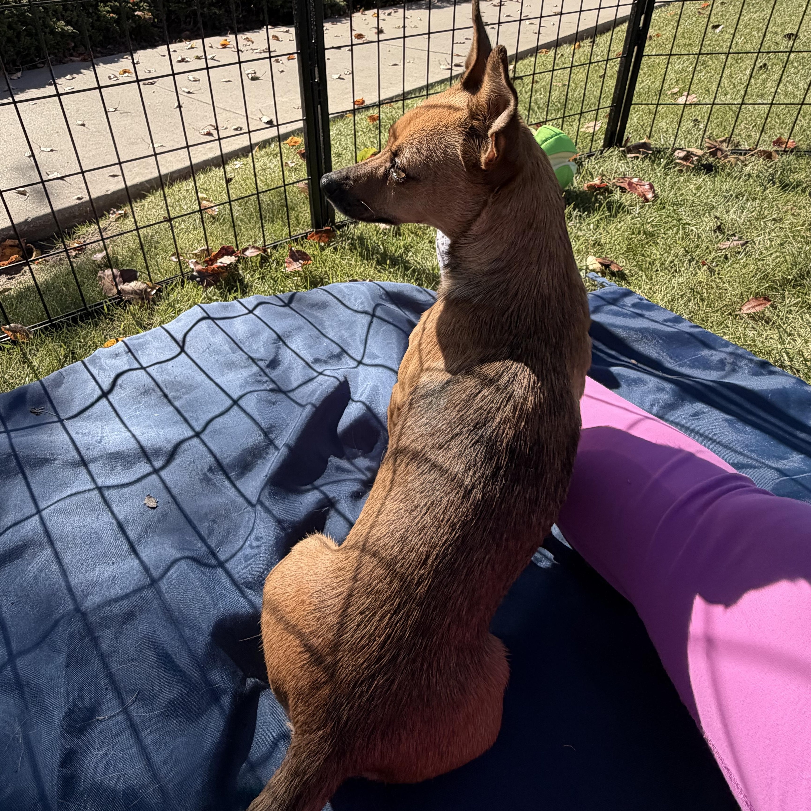 Pixie, a ADOPTABLE mixed breed in Nipomo, CA image 2/2