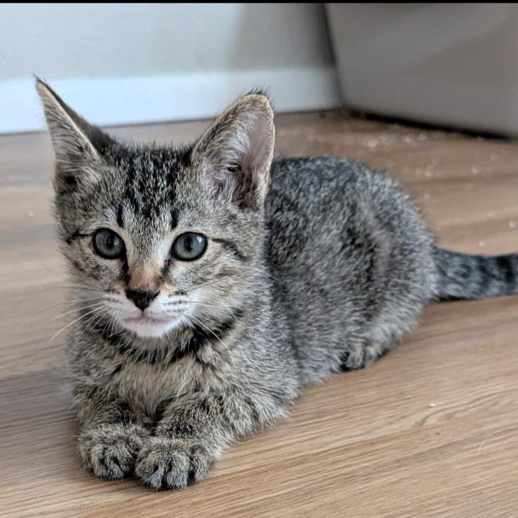 Enlarge Petra VanMeowsing, a Adoptable Domestic Short Hair in Layton, UT image 1/2