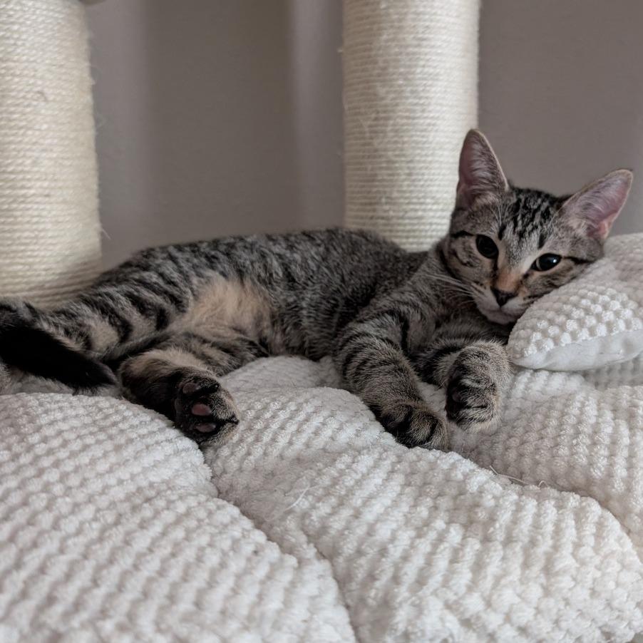 Enlarge Petra VanMeowsing, a Adoptable Domestic Short Hair in Layton, UT image 2/2