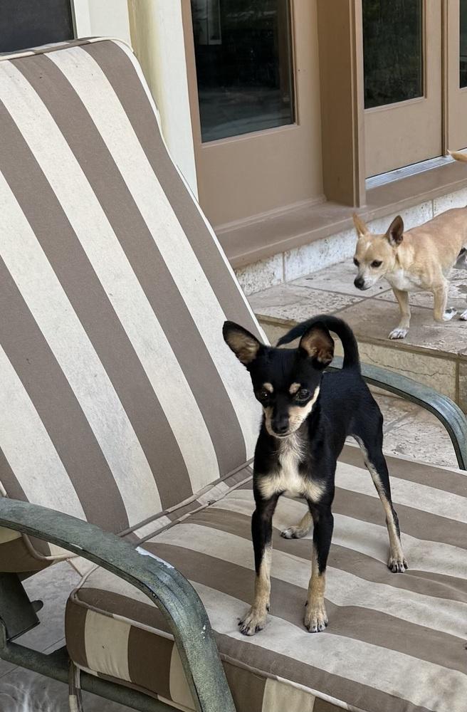 Fudrucker, Adoptable, Adult Male Chihuahua.