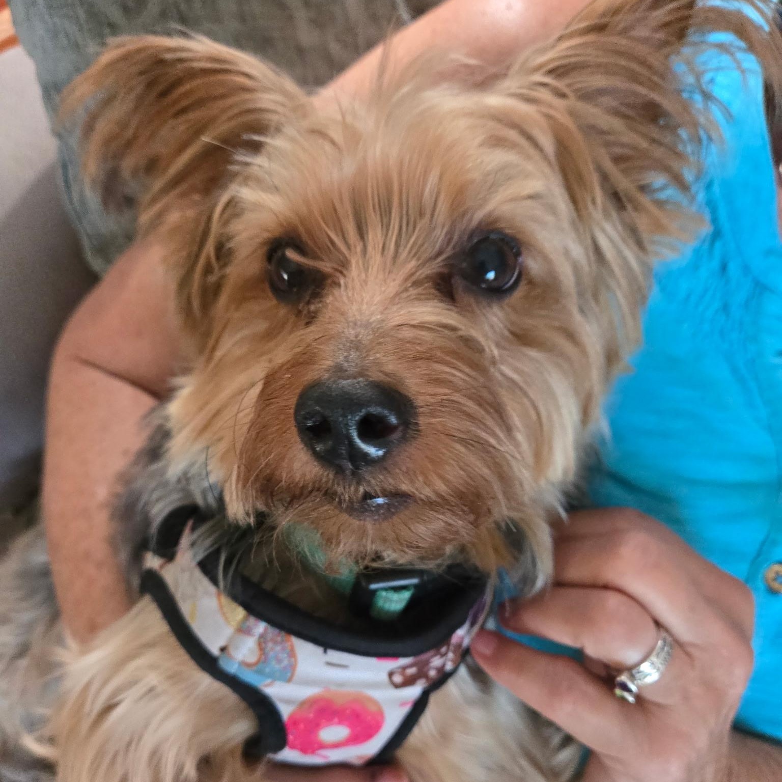 Enlarge Chewy (Pending Adoption), a ADOPTABLE Yorkshire Terrier in Bradenton, FL image 4/4