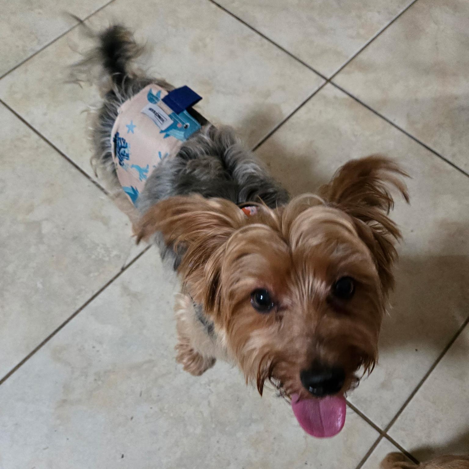 Enlarge Chewy (Pending Adoption), a ADOPTABLE Yorkshire Terrier in Bradenton, FL image 3/4