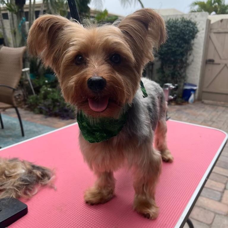 Enlarge Chewy (Pending Adoption), a ADOPTABLE Yorkshire Terrier in Bradenton, FL image 2/4
