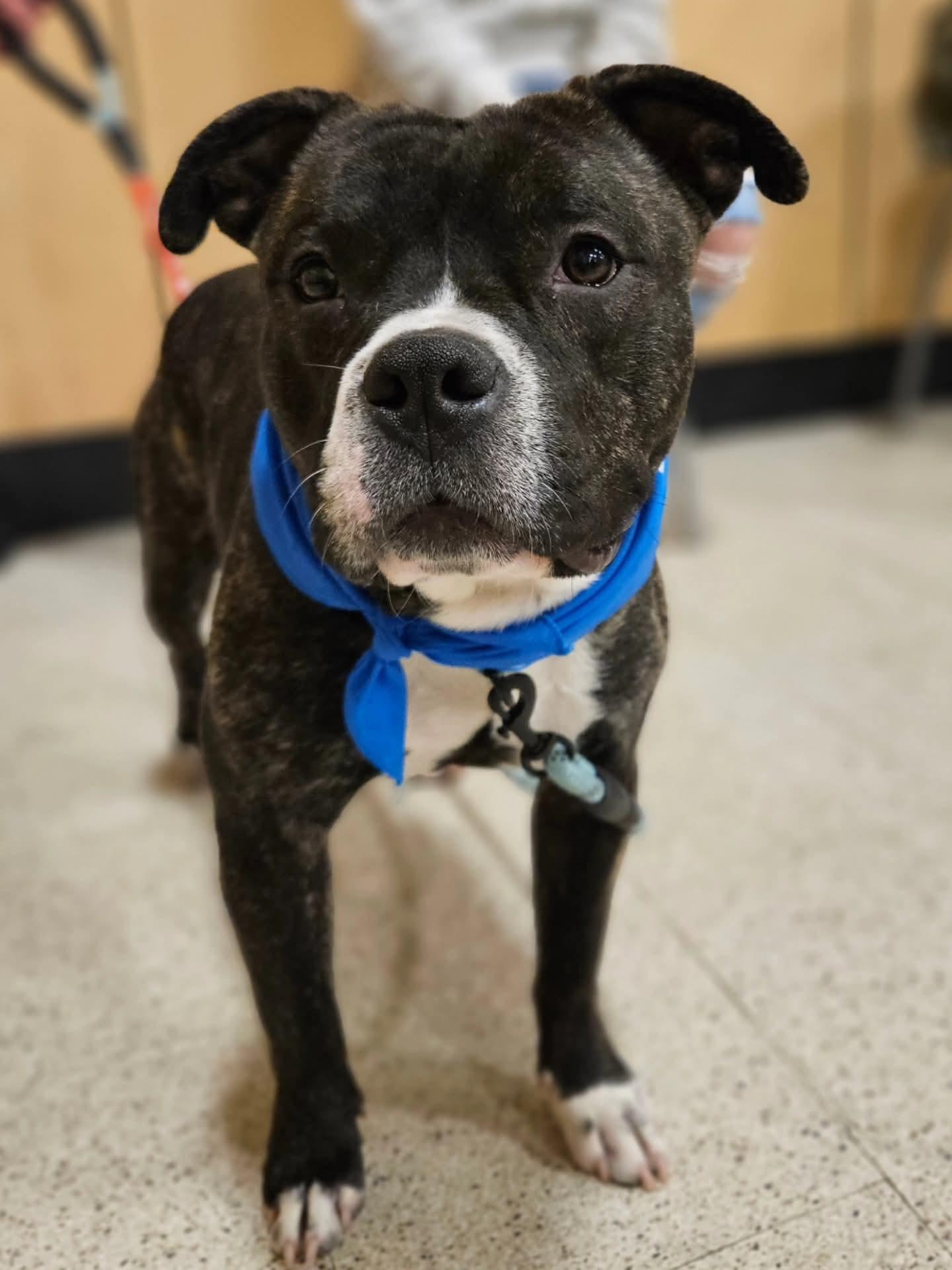 Enlarge Nemo, an adopted mixed breed in Athens, NY image 2/5