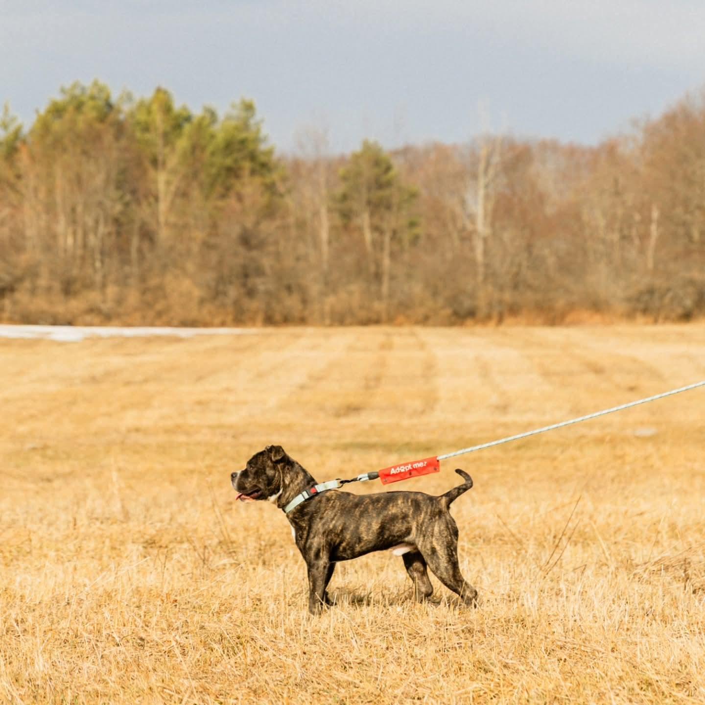 Nemo, an adoptable mixed breed in Athens, NY image 3/6