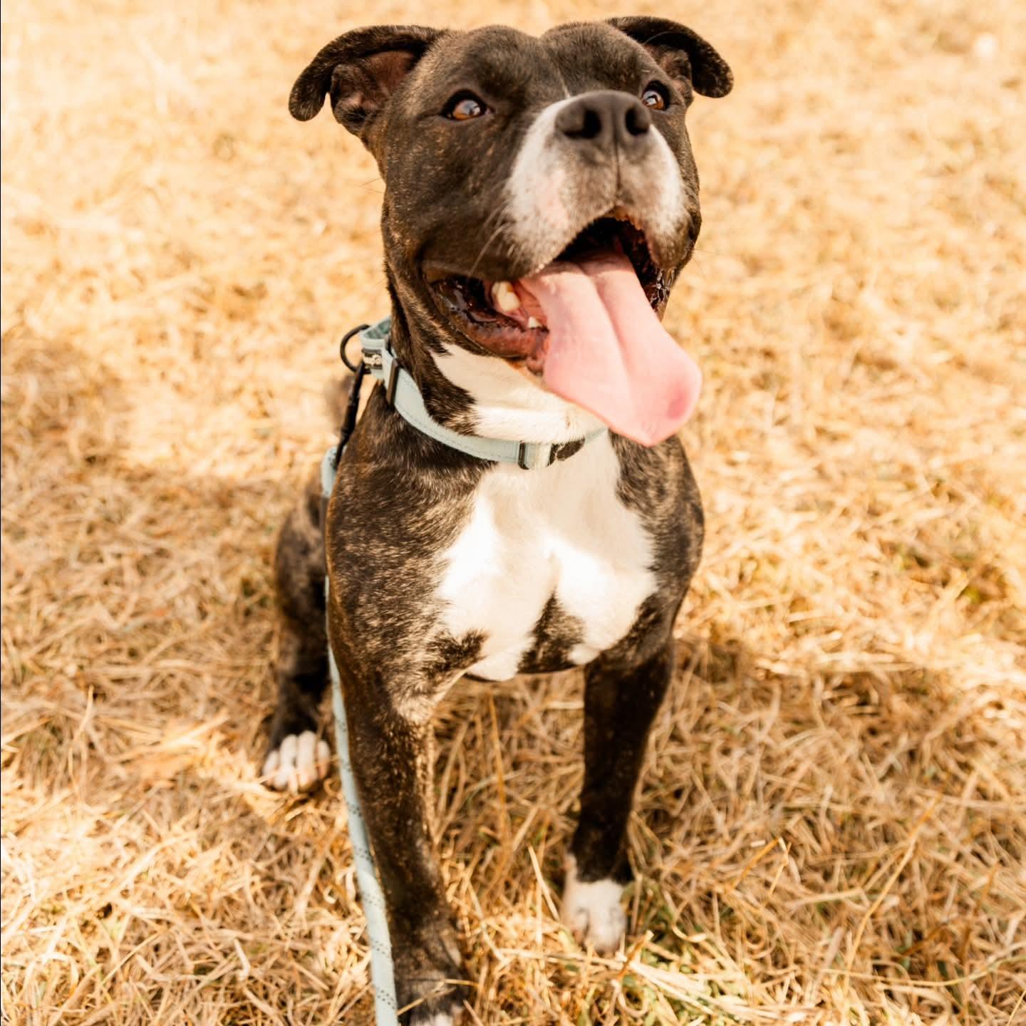 Nemo, an adoptable mixed breed in Athens, NY image 2/6