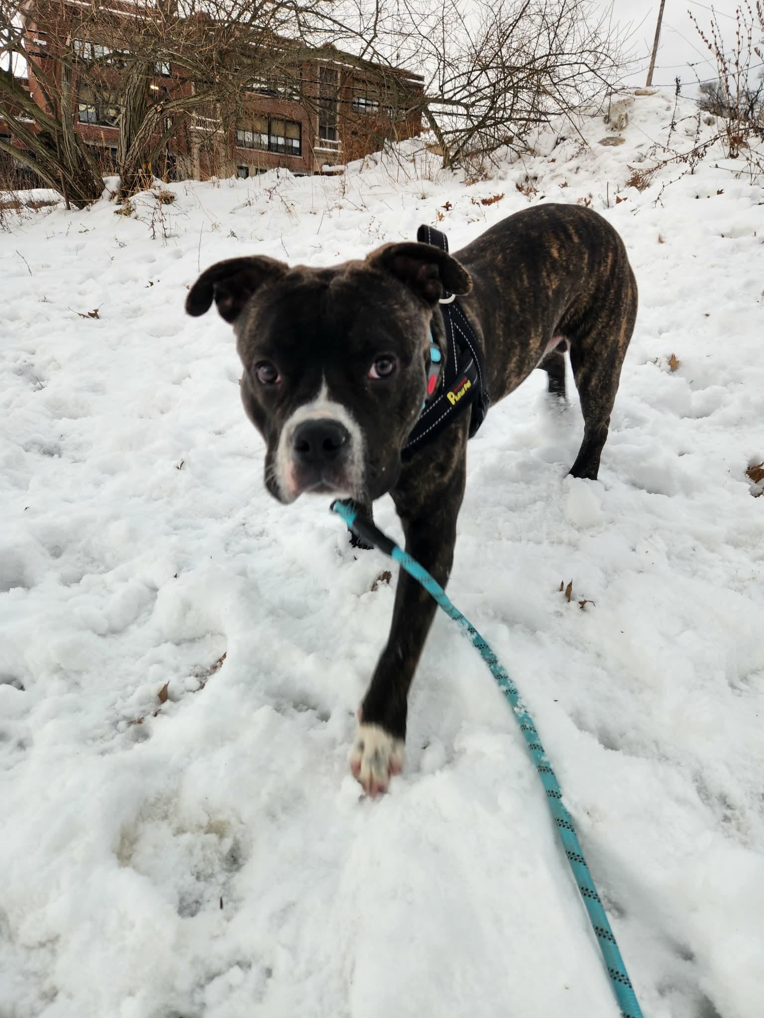 Enlarge Nemo, an adopted mixed breed in Athens, NY image 1/5
