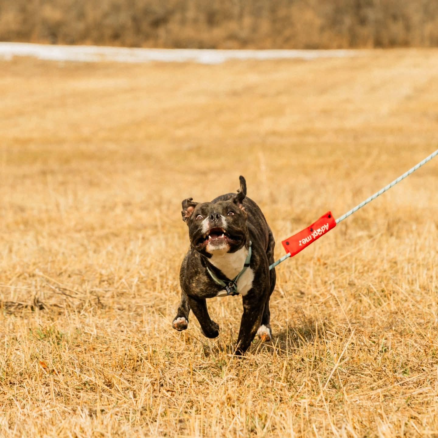 Nemo, an adoptable mixed breed in Athens, NY image 6/6