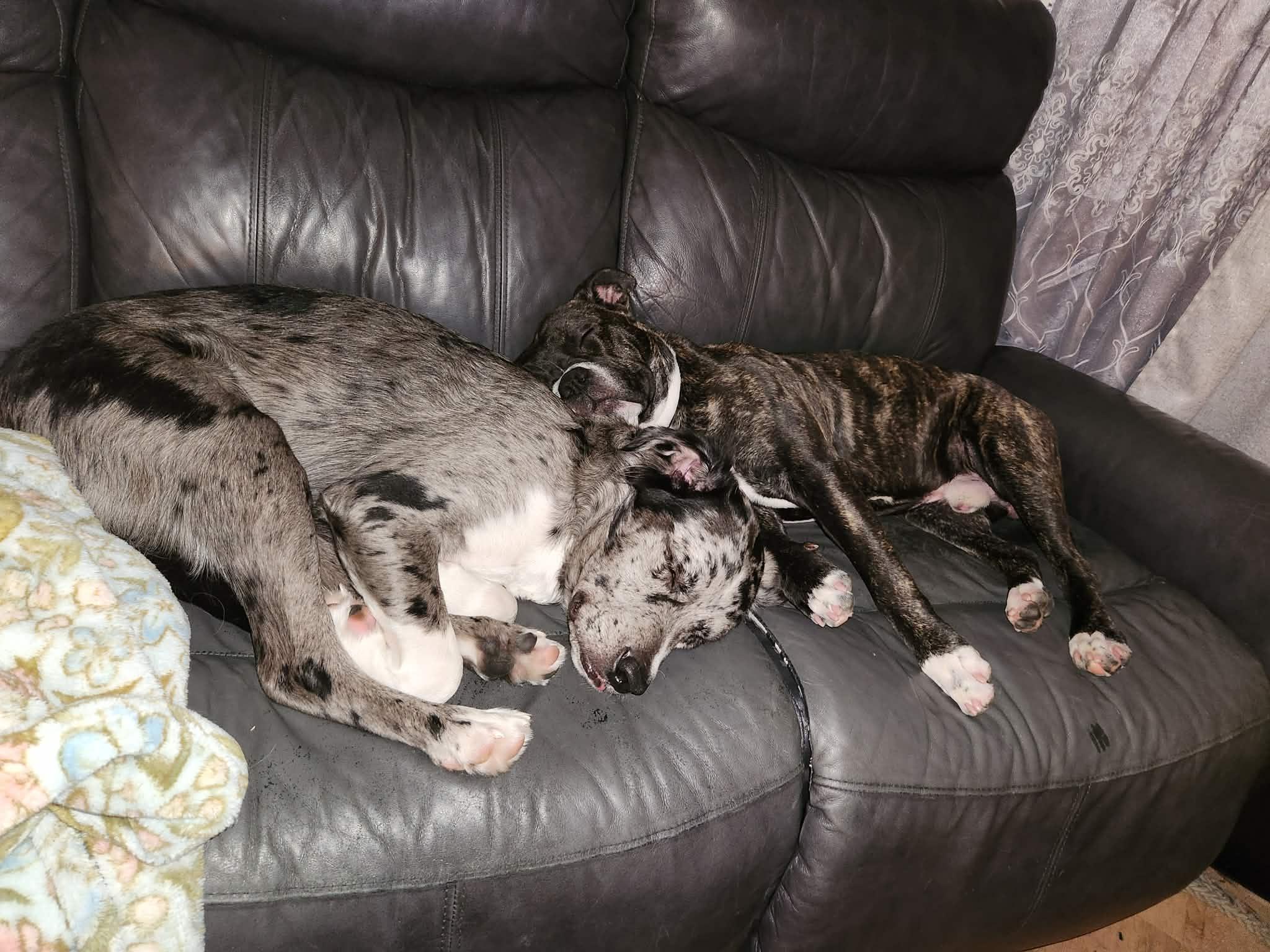 Nemo, ADOPTABLE, Adult Male American Bully.