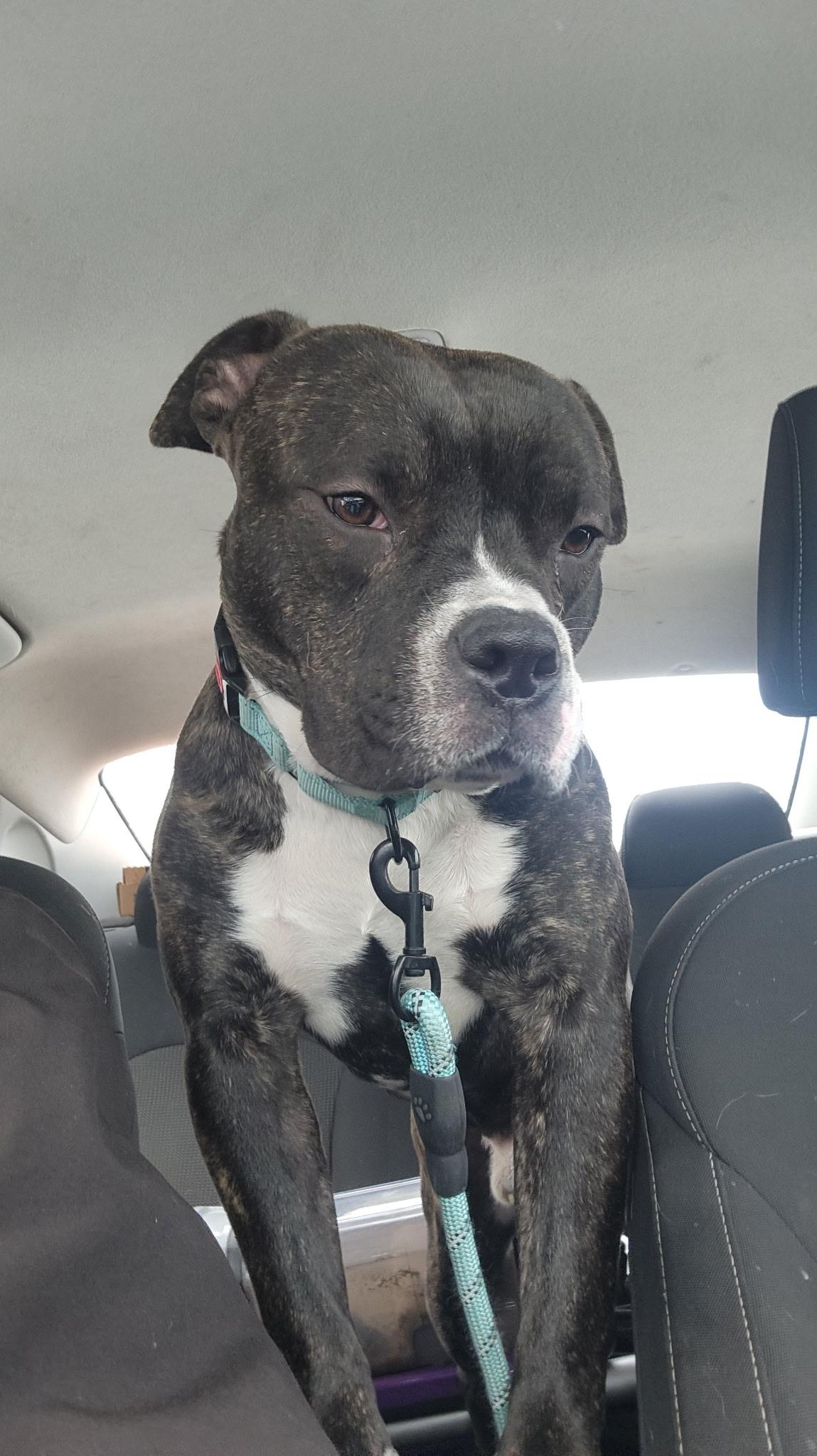 Enlarge Nemo, an adopted mixed breed in Athens, NY image 4/5