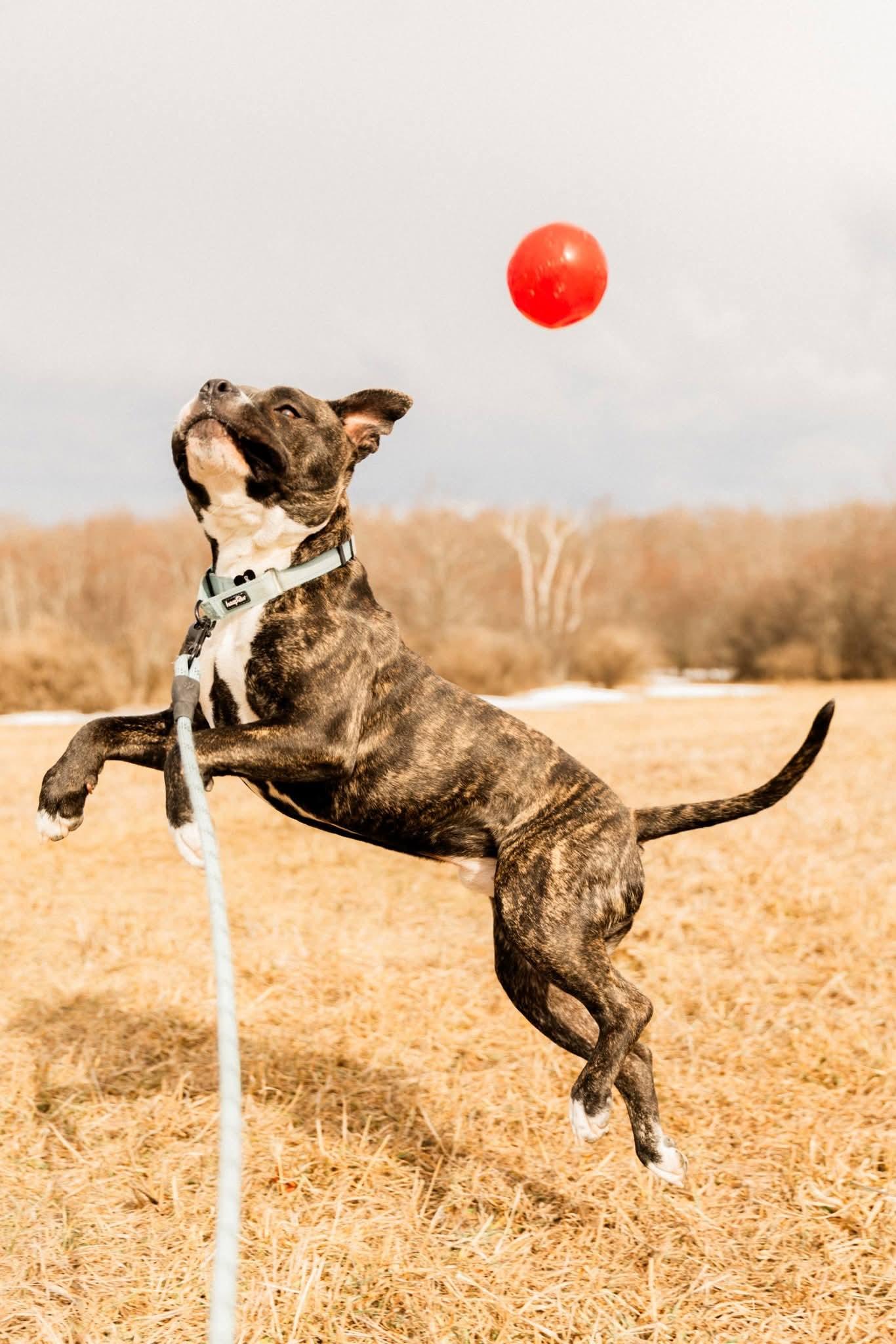 Nemo, an adoptable mixed breed in Athens, NY image 4/6