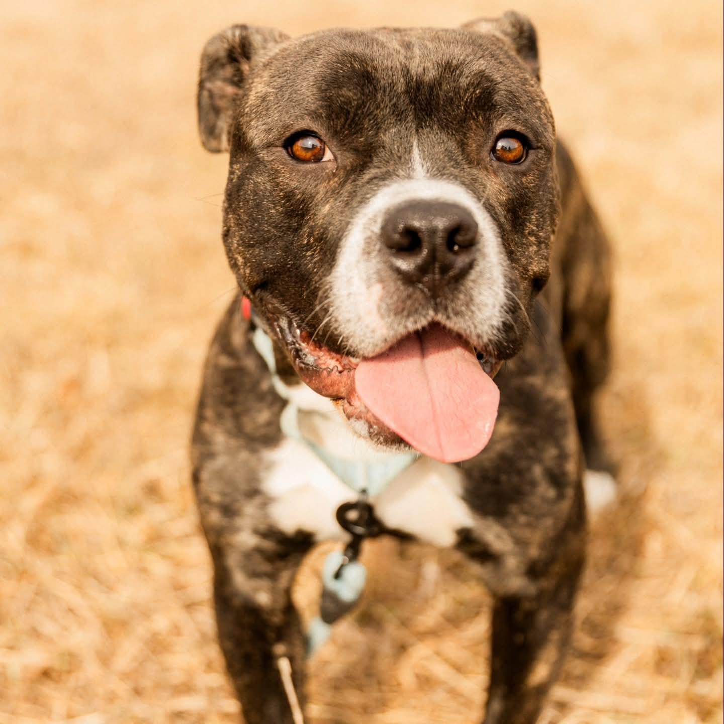 Nemo, adoptable, Adult Male American Bully.