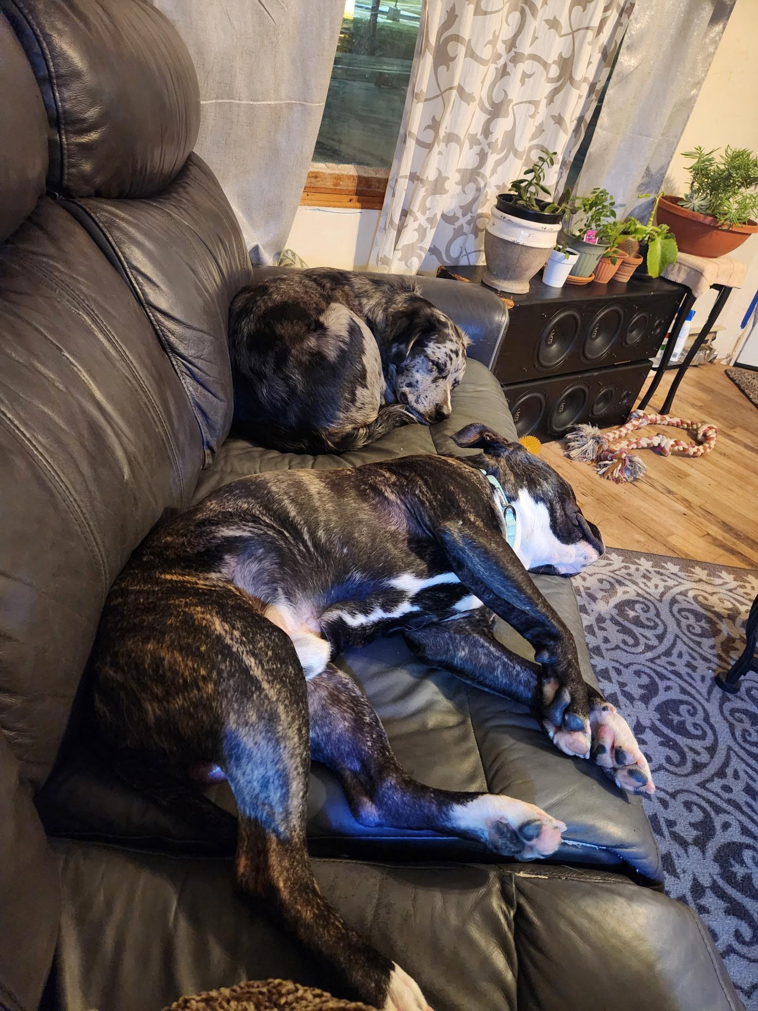 Enlarge Nemo, an adopted mixed breed in Athens, NY image 5/5
