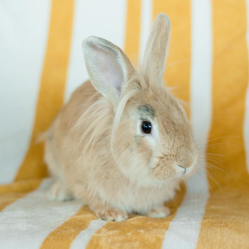 Mumm-Ra, a Adoptable Lionhead in Warwick, RI image 1/3