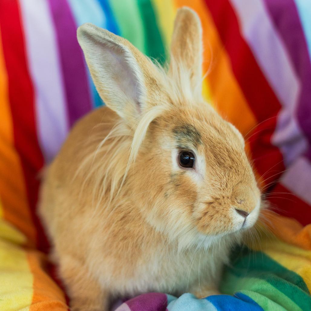 Mumm-Ra, a Adoptable Lionhead in Warwick, RI image 2/3