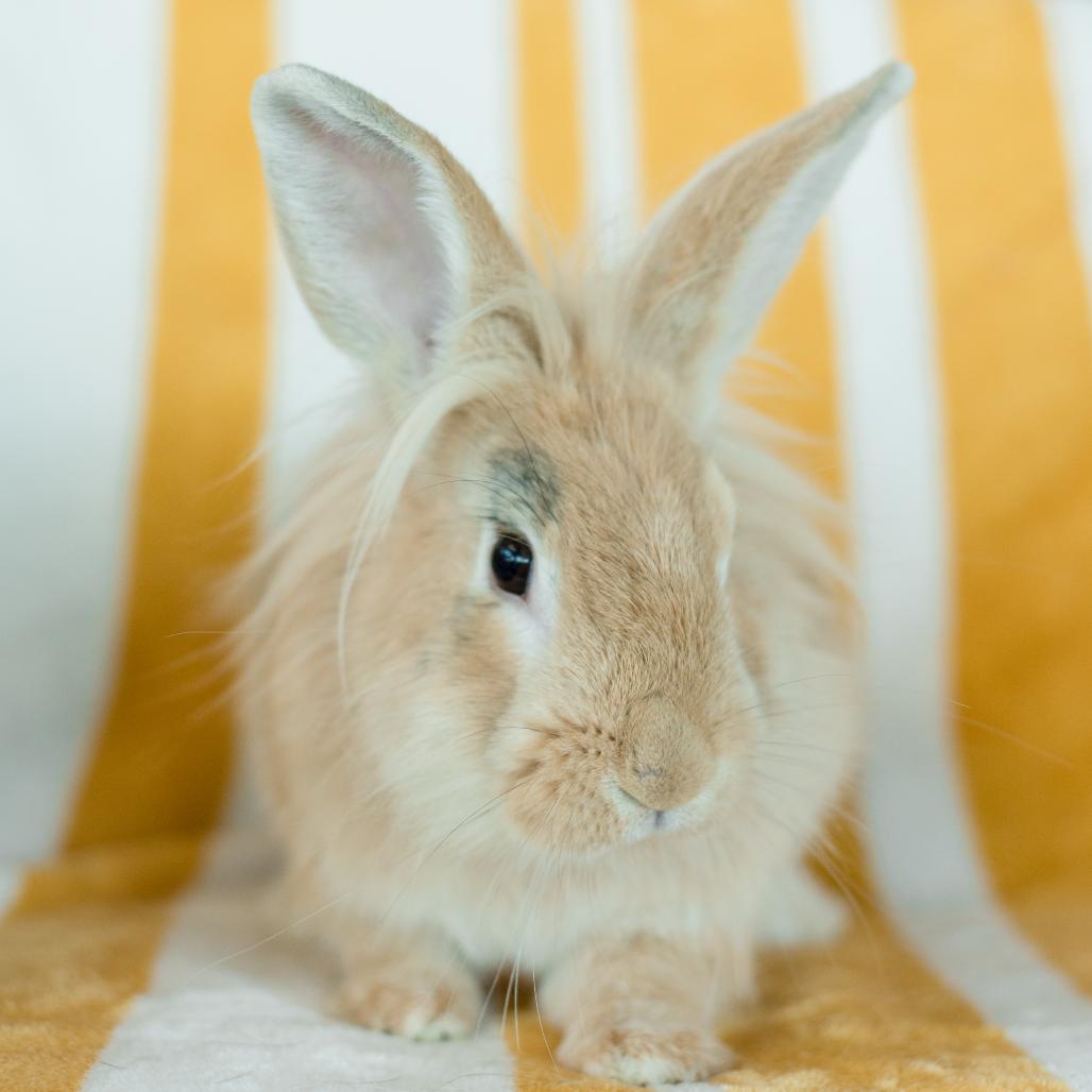 Mumm-Ra, a Adoptable Lionhead in Warwick, RI image 3/3