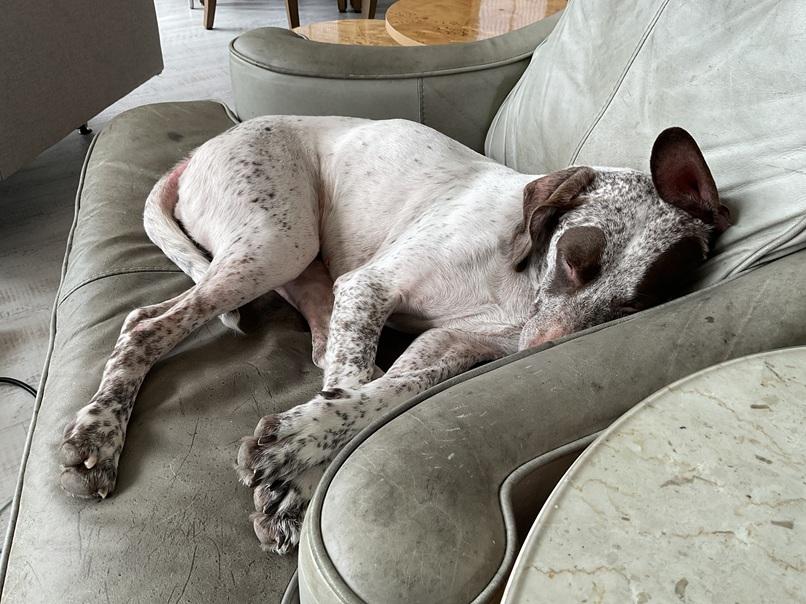Ally, a Adopted German Shorthaired Pointer in Alexandria, VA image 3/6
