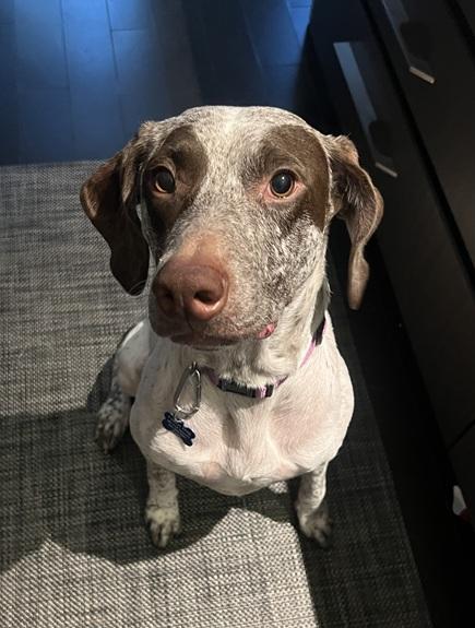 Ally, a Adopted German Shorthaired Pointer in Alexandria, VA image 1/6