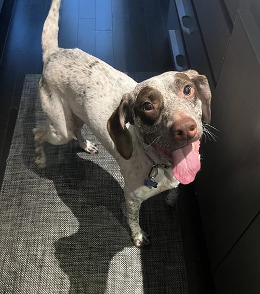 Ally, a Adopted German Shorthaired Pointer in Alexandria, VA image 4/6