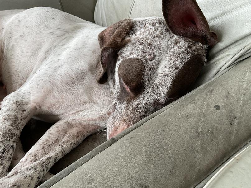 Ally, a Adopted German Shorthaired Pointer in Alexandria, VA image 5/6
