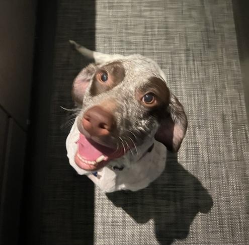 Ally, a Adopted German Shorthaired Pointer in Alexandria, VA image 6/6