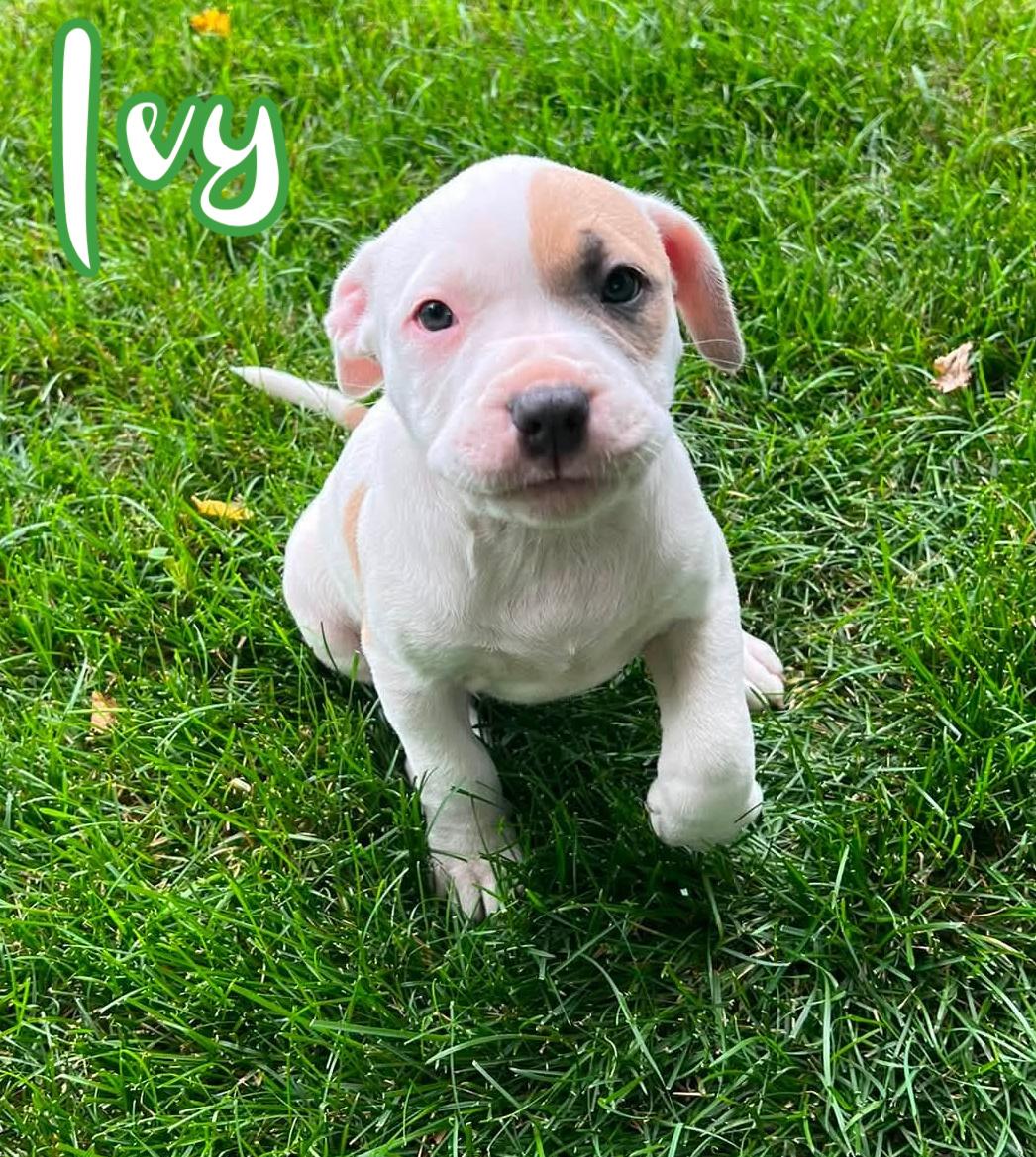Ivy, ADOPTABLE, Puppy Female American Bully & American Staffordshire Terrier.