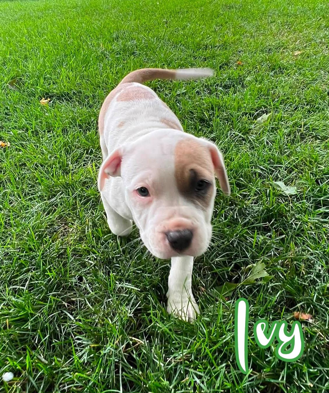 Ivy, a ADOPTABLE mixed breed in Elburn, IL image 2/2